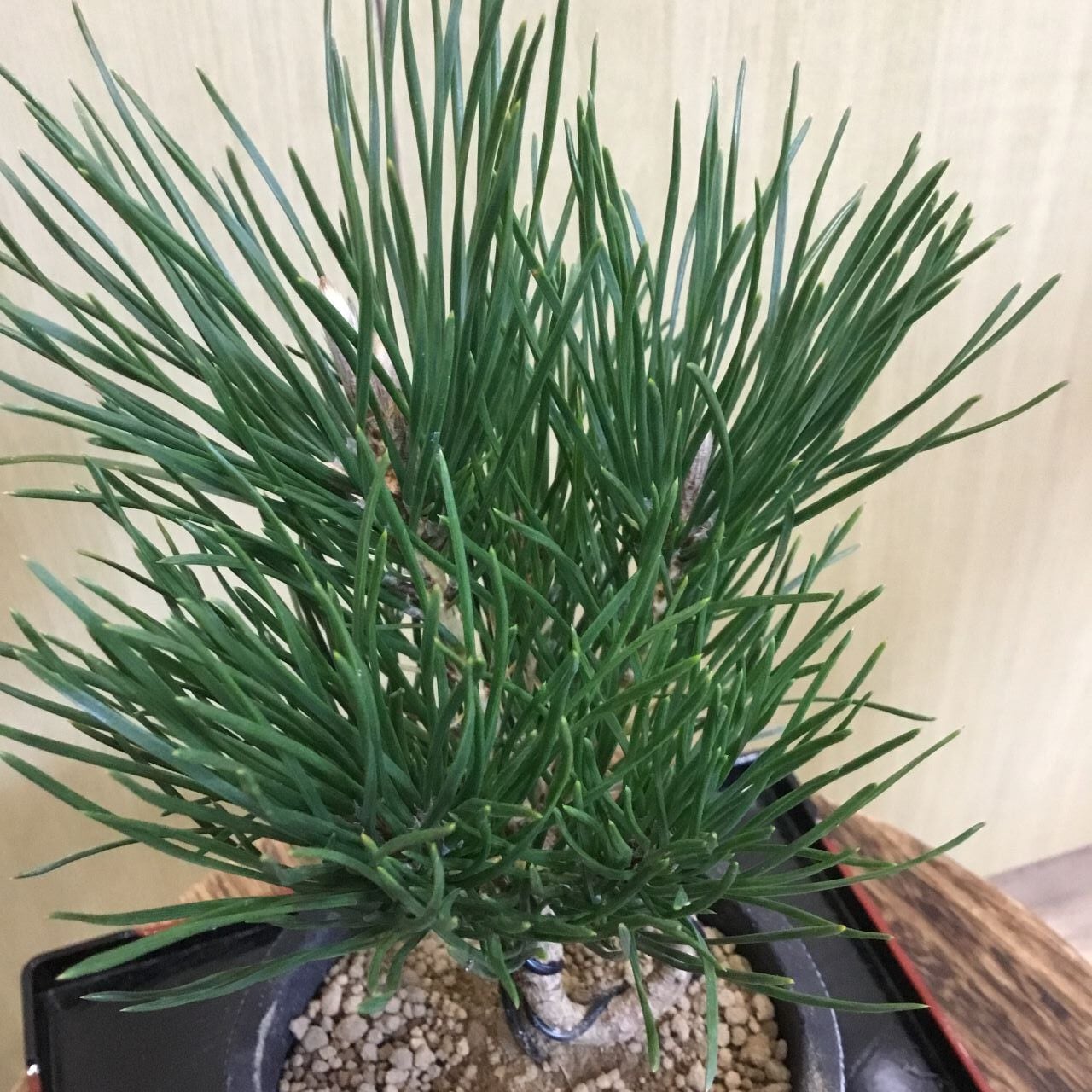 黒松ねじれ 盆栽風 3.5号 | 趣味の園芸と陶器山竹