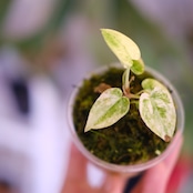 Anthurium forgetii “Australia version” × Anthurium carlablackiae②|アンスリウム|観葉植物