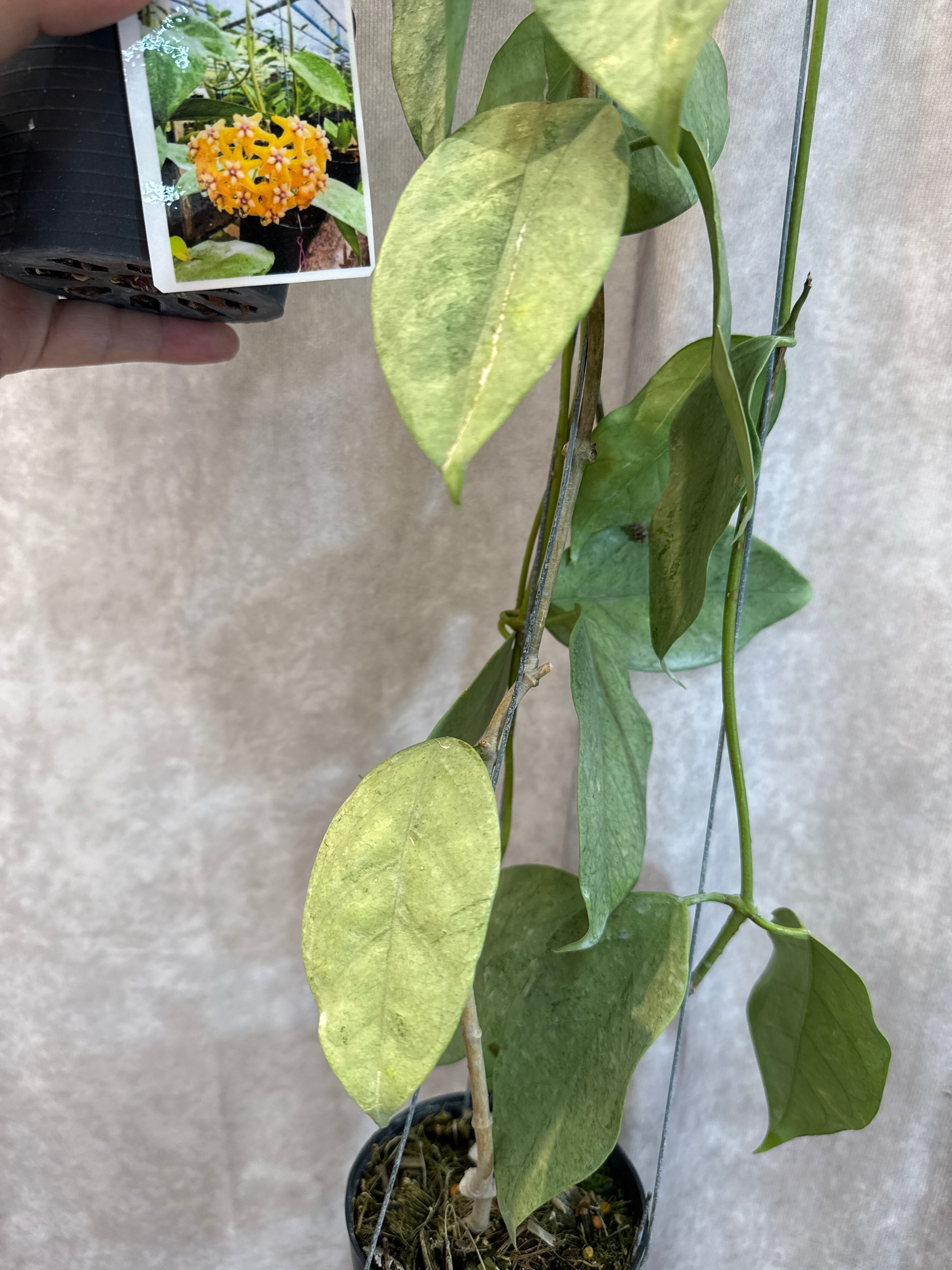 hoya coriacea 'full silver '/ ホヤ コリアセア フルシルバー