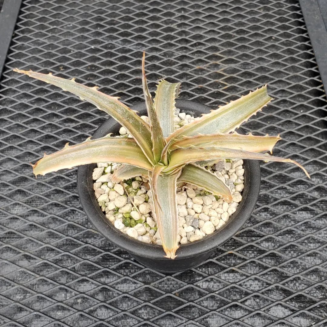 Dyckia（ディッキア） | レアプランツ通販サイトPlants Maniax