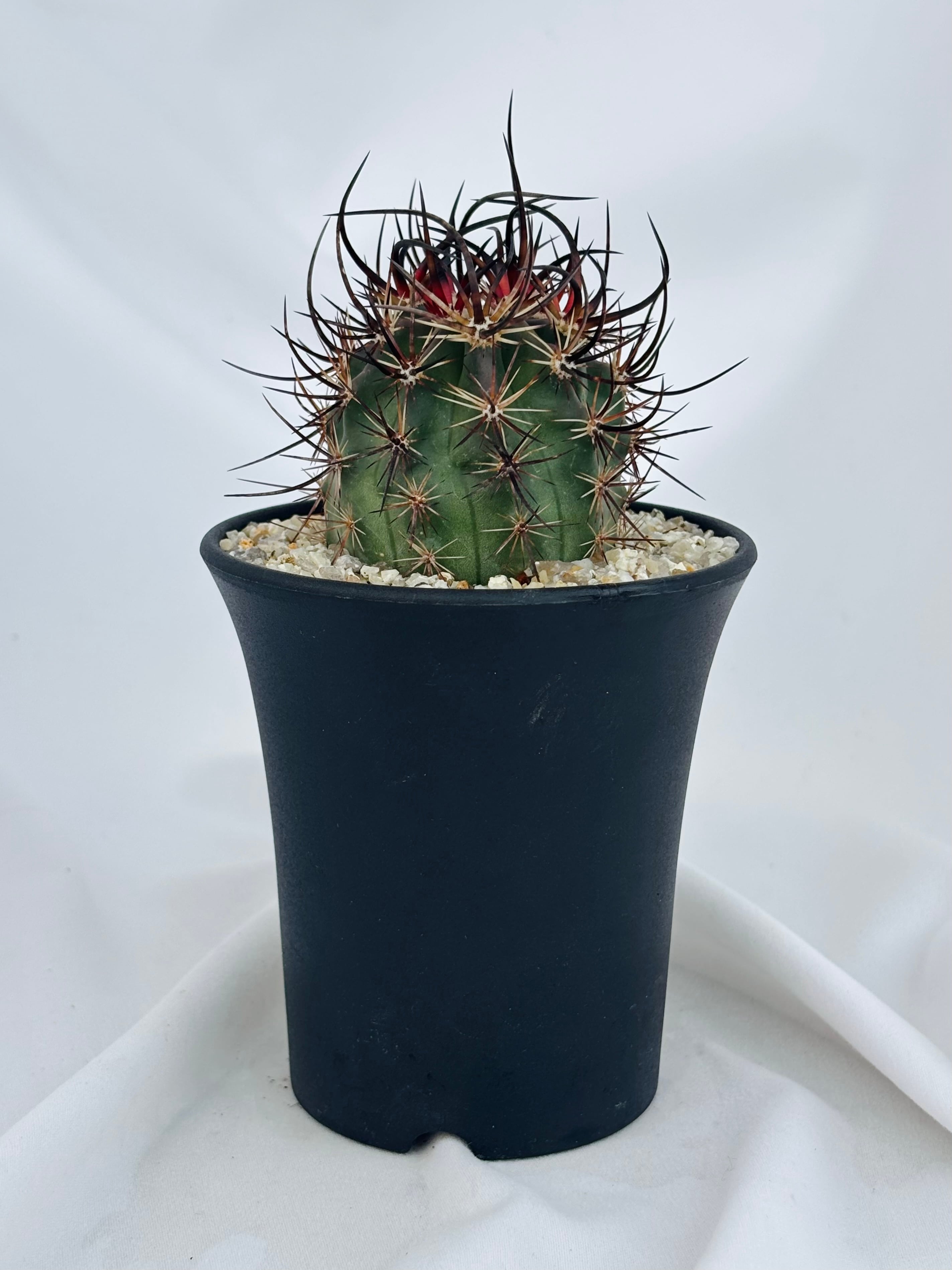 Echinocereus lindsayi エキノケレウス リンゼイ サボテン | plants