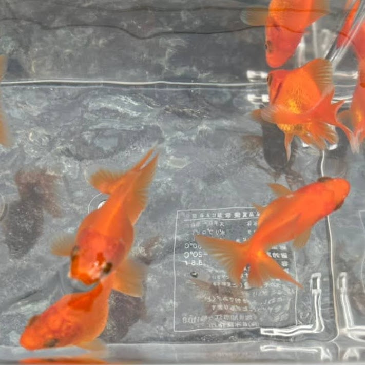 金魚)だるま琉金 おまかせ色ミックス (1匹)【生体】 | 川村淡水魚 金魚)だるま琉金 おまかせ色ミックス (1匹)【生体】 | 川村淡水魚