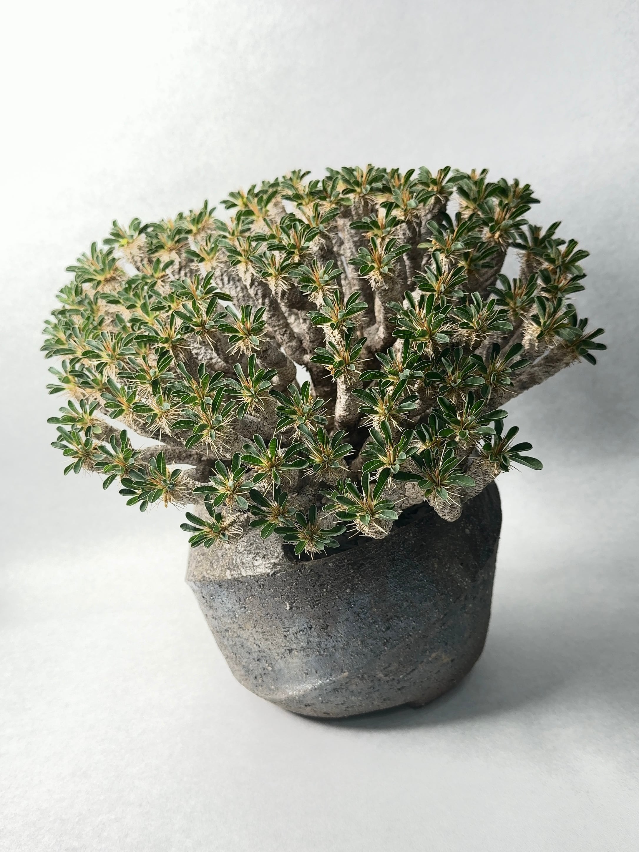 【分岐バランス◎】ユーフォルビア　ギラウミニアナ 分岐バランス◎】ユーフォルビア ギラウミニアナ