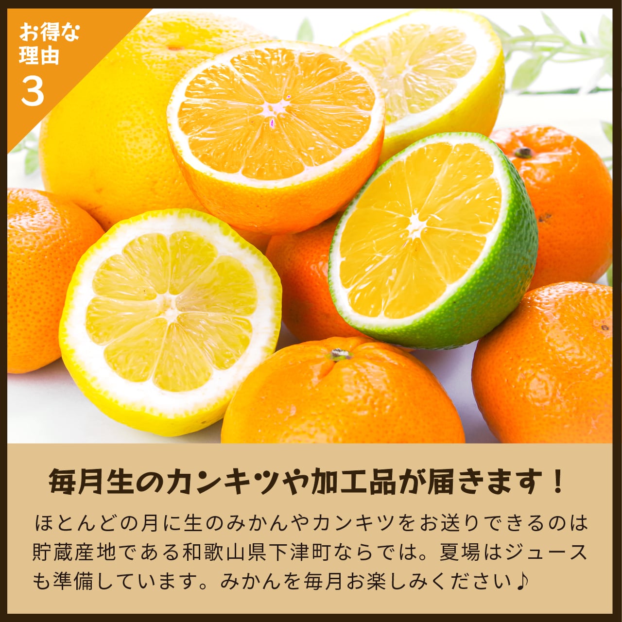 みかん・カンキツ定期便5kg｜和歌山県下津町の藤原農園から旬のみかん