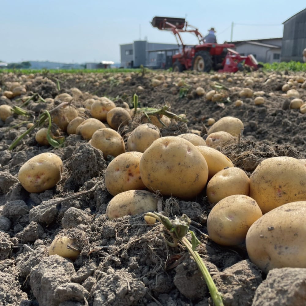 じゃがいも（長崎黄金） | でんすけ農場