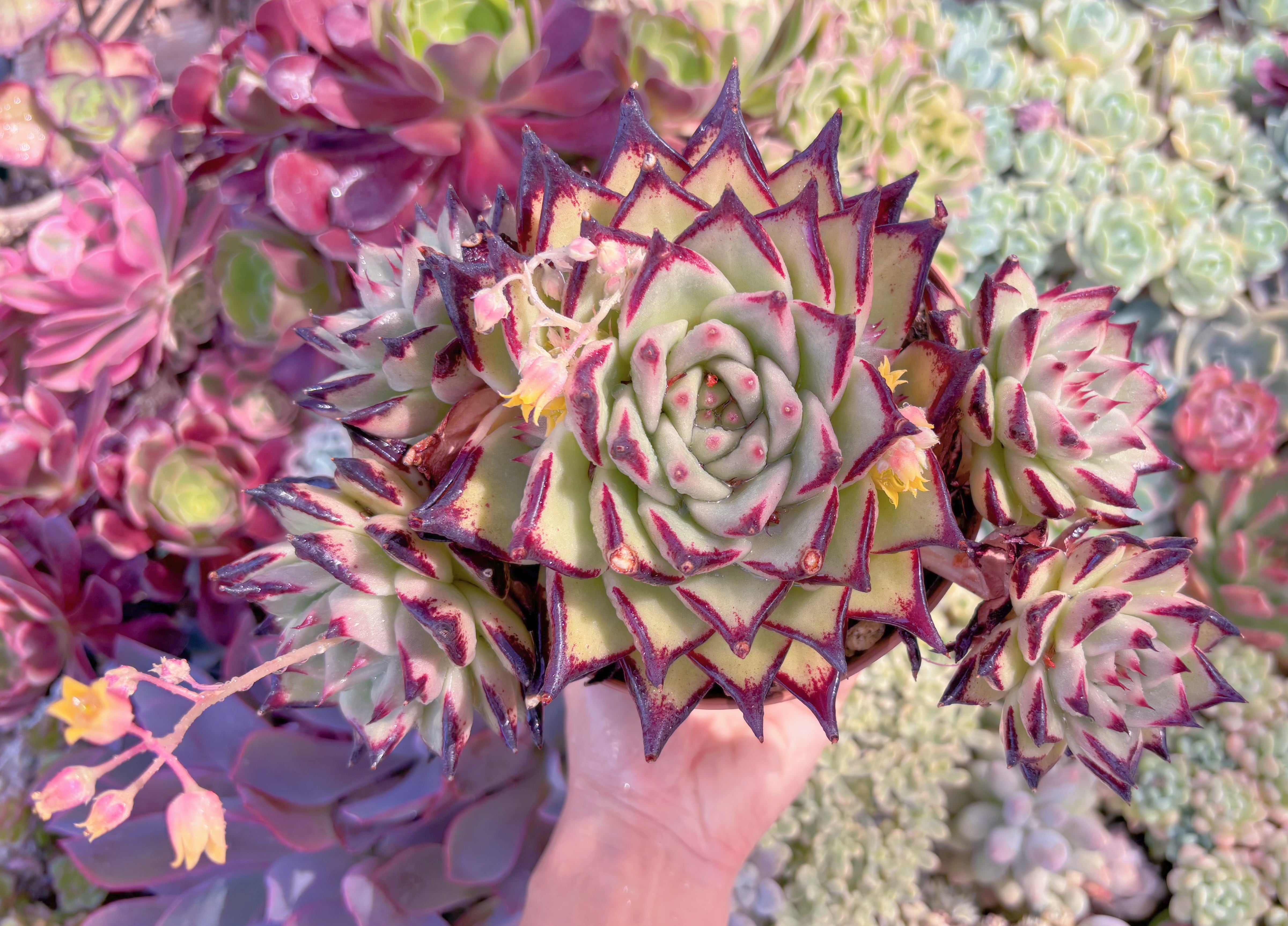 現品　モナ・リザ#554　特大群生　るる農園