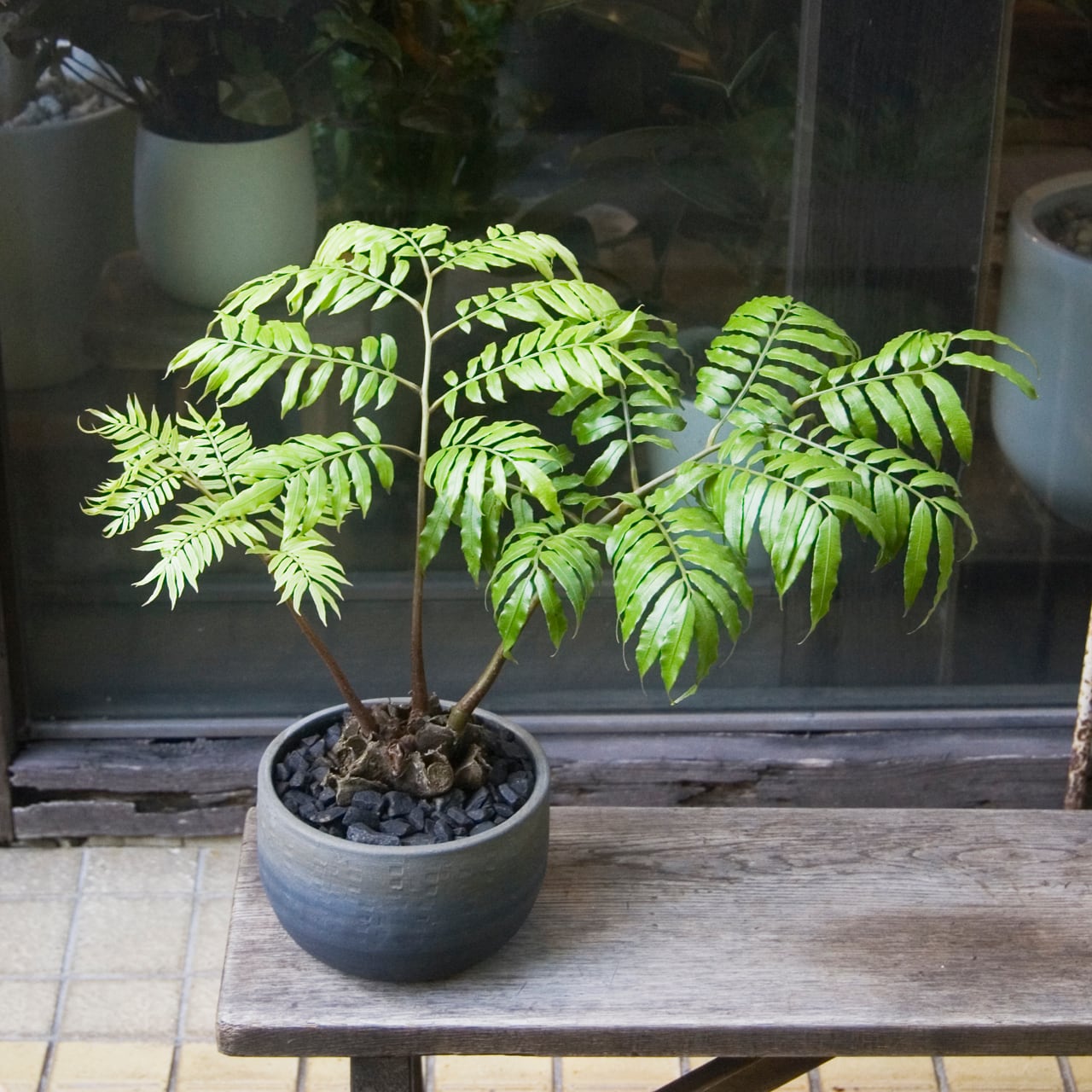 【沖縄県産】　特大　リュウビンタイ　A とB 沖縄県産】 特大 リュウビンタイ A とB 沖縄県産】 特大