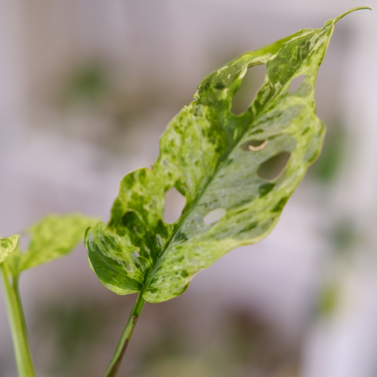 Monstera adansonii Mottled / モンステラ アダンソニー ミント㉜ / 観葉植物