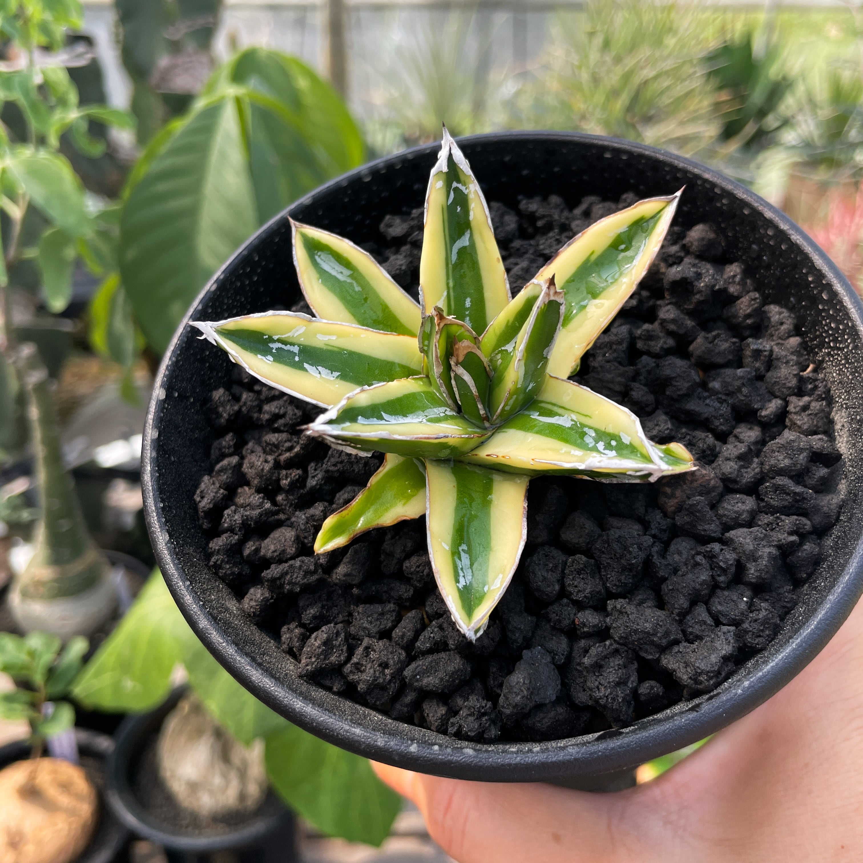 Agave victoriae-reginae 'Kizan'【アガベ・輝山】 | RIMO'S GREEN