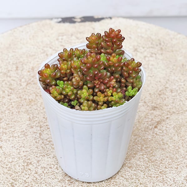 ビカクシダ　P.Willinckii cv. Coral pup ビカクシダ P.Willinckii cv. Coral pup 【公式通販】