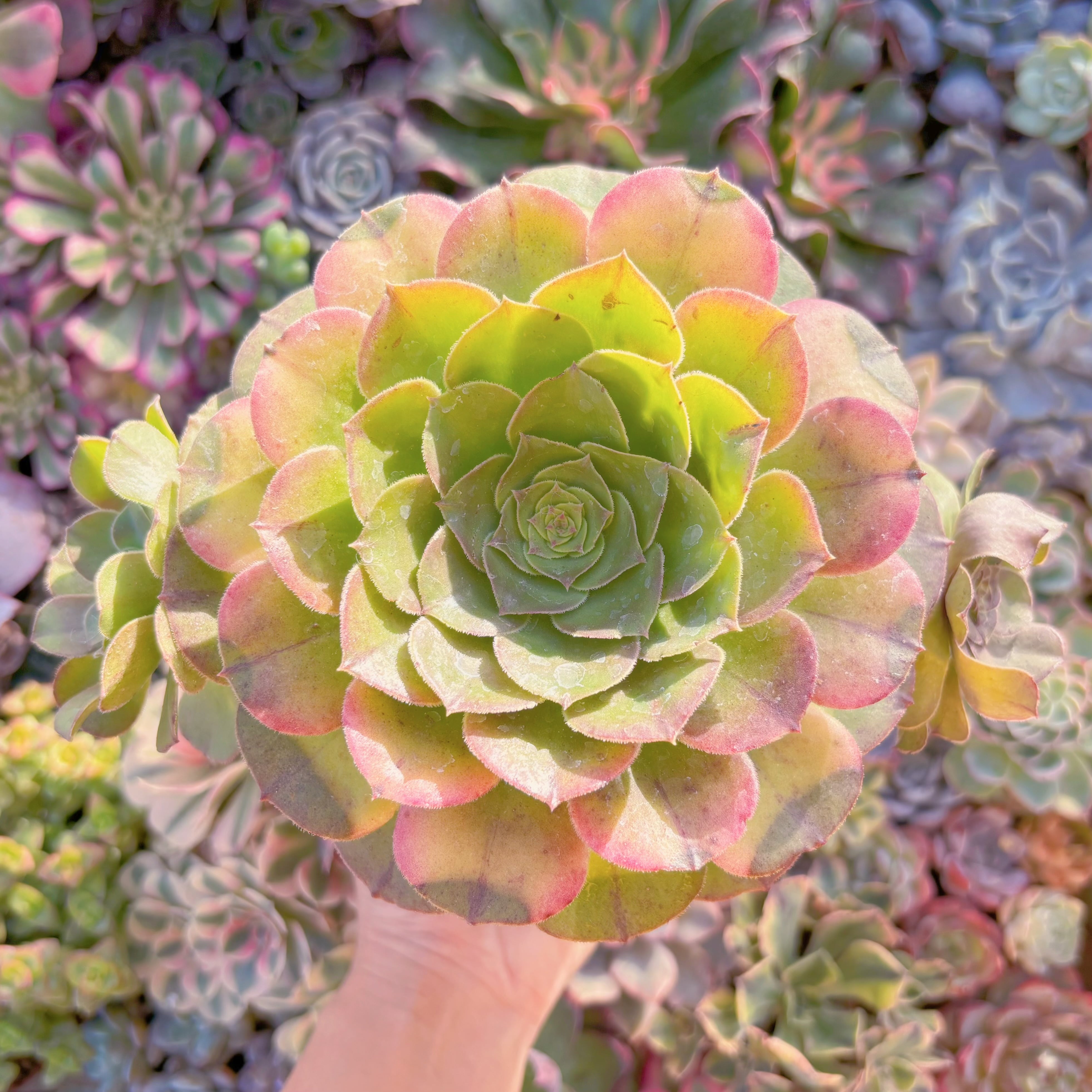 現品　ハロウィン#609　特大群生　るる農園