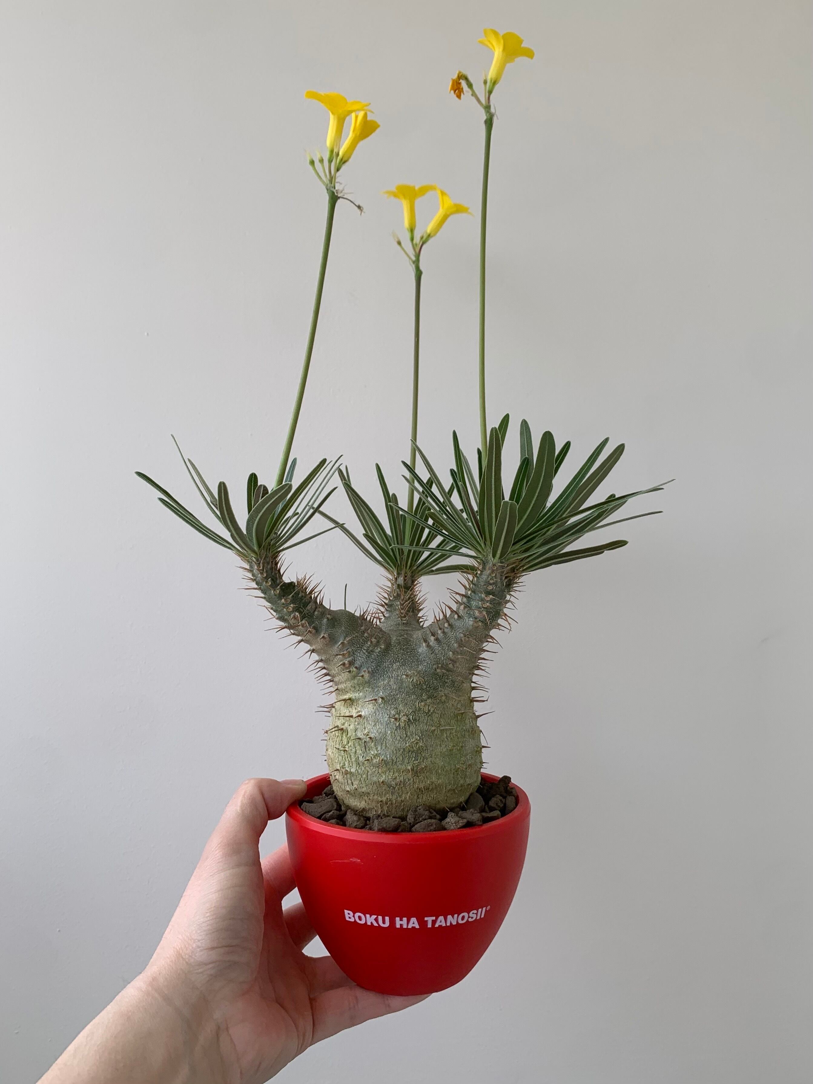 ゴ*ン様 A41超特選株！特レアな大小のチンバ枝！パキポディウムグラキリス パキポディウム グラキリス-PG217/桑江良寿 歯車鉢4号鉢