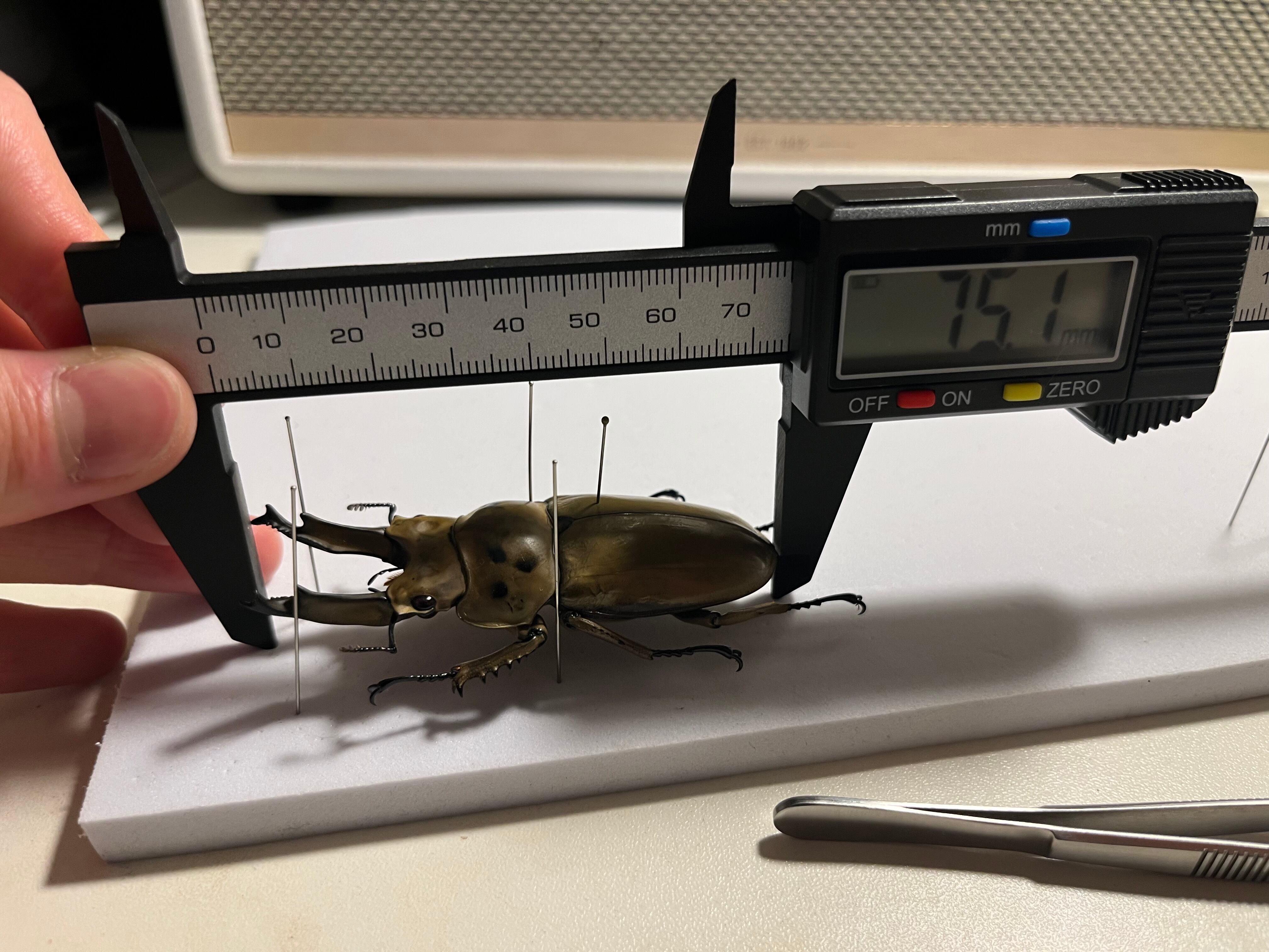 75mm】モセリオウゴンオニクワガタ Allotopus moellenkampi moseri