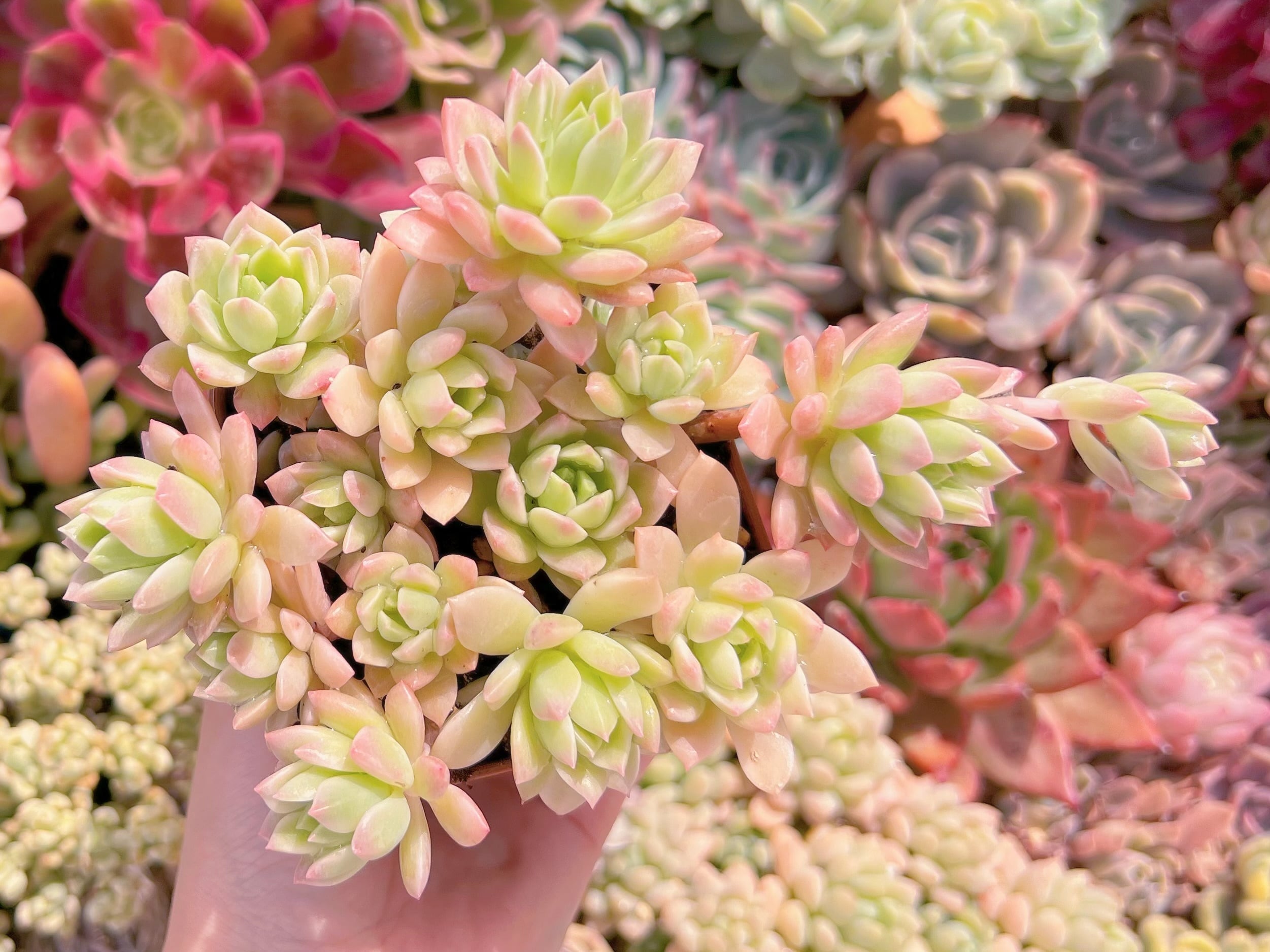 現品　マッコス錦#D20　古株　るる農園