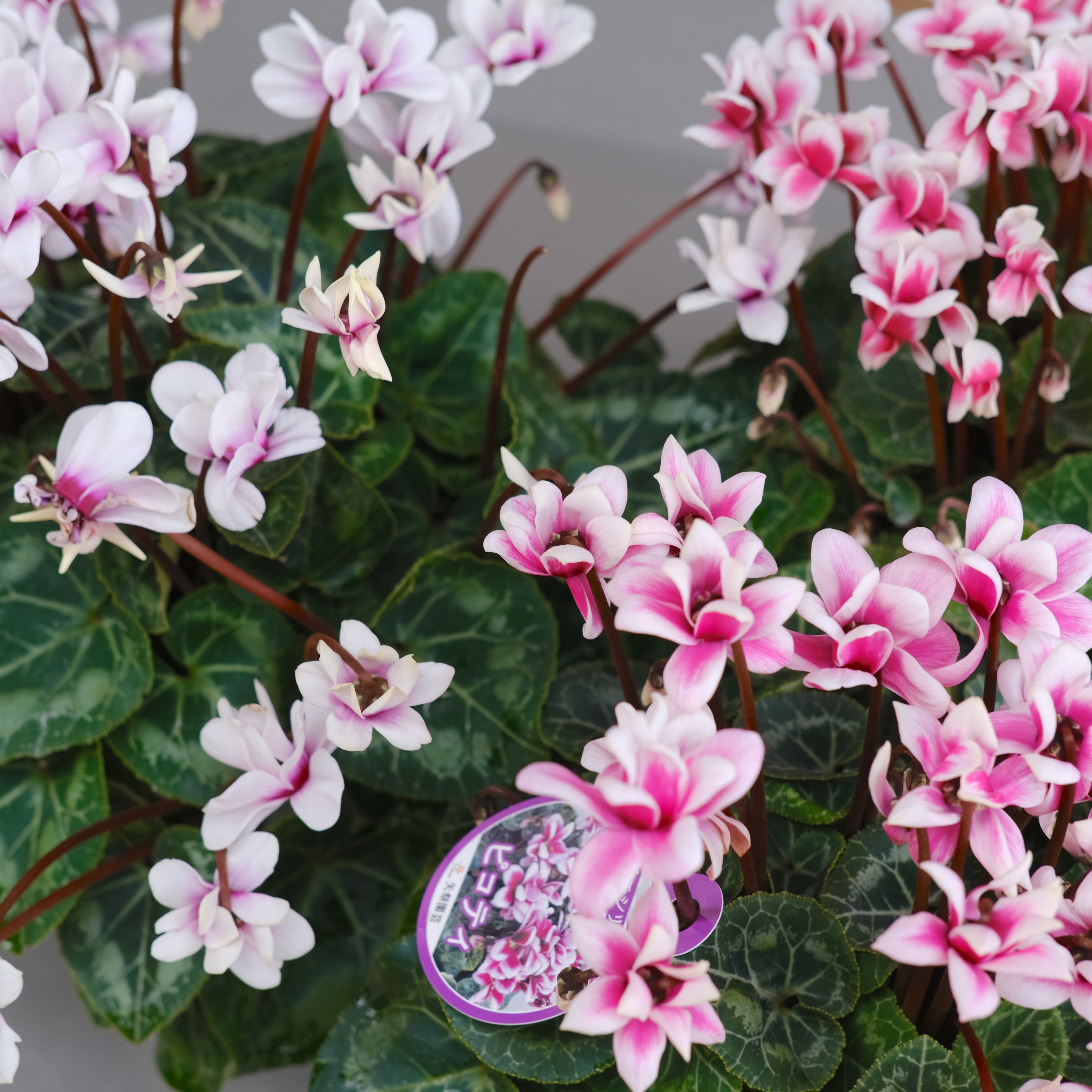 シクラメン チモシリーズ《 ピコティ 八重 》 | グリーンギャラリー