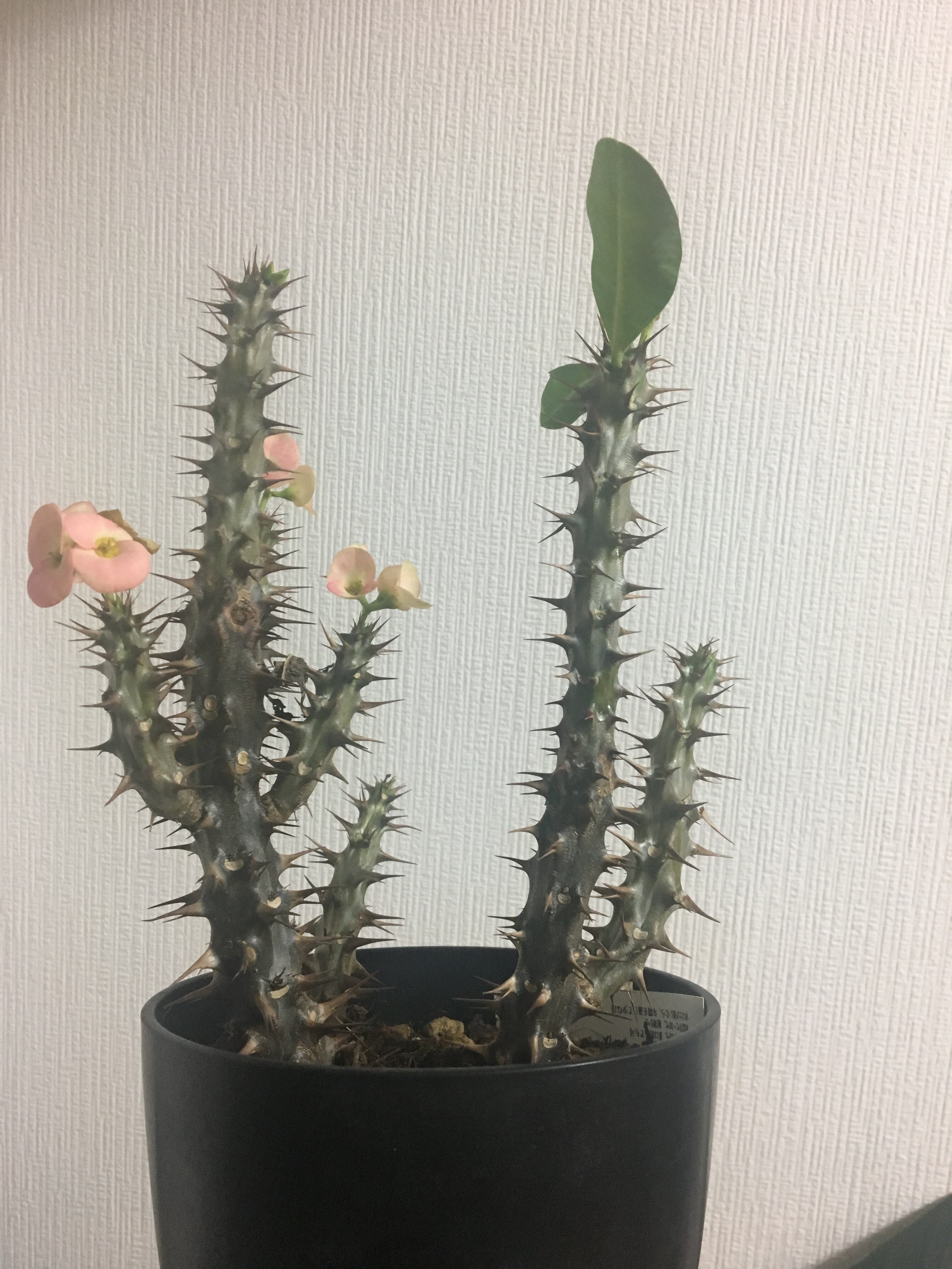 花キリン ユーフォルビア Botanicalhoric