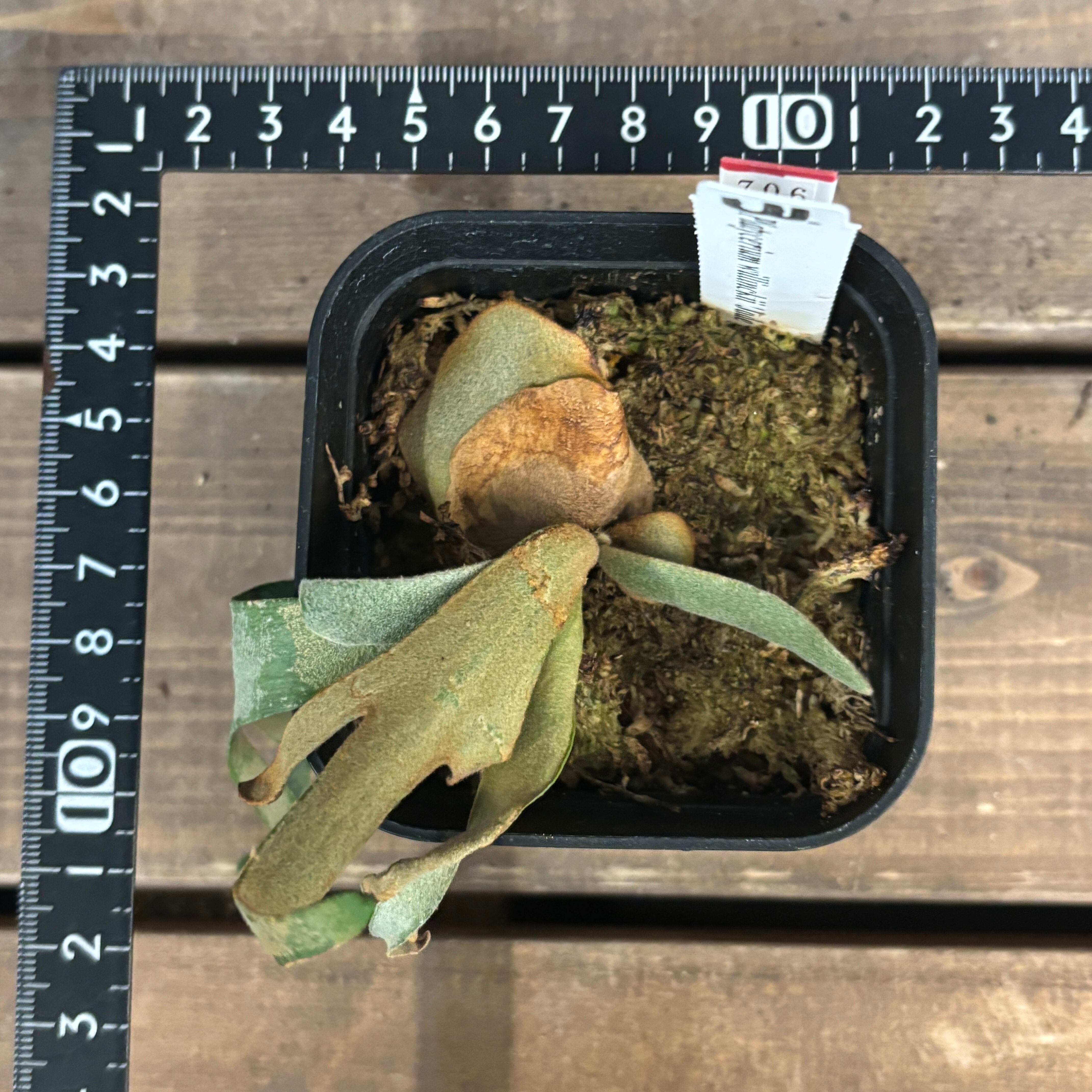 クリアランス】ビカクシダ ジェイドガール P. willinckii 'Jade Girl