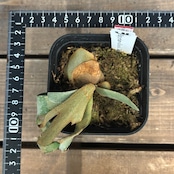 【クリアランス】ビカクシダ ジェイドガール P. willinckii 'Jade Girl' spore【706】