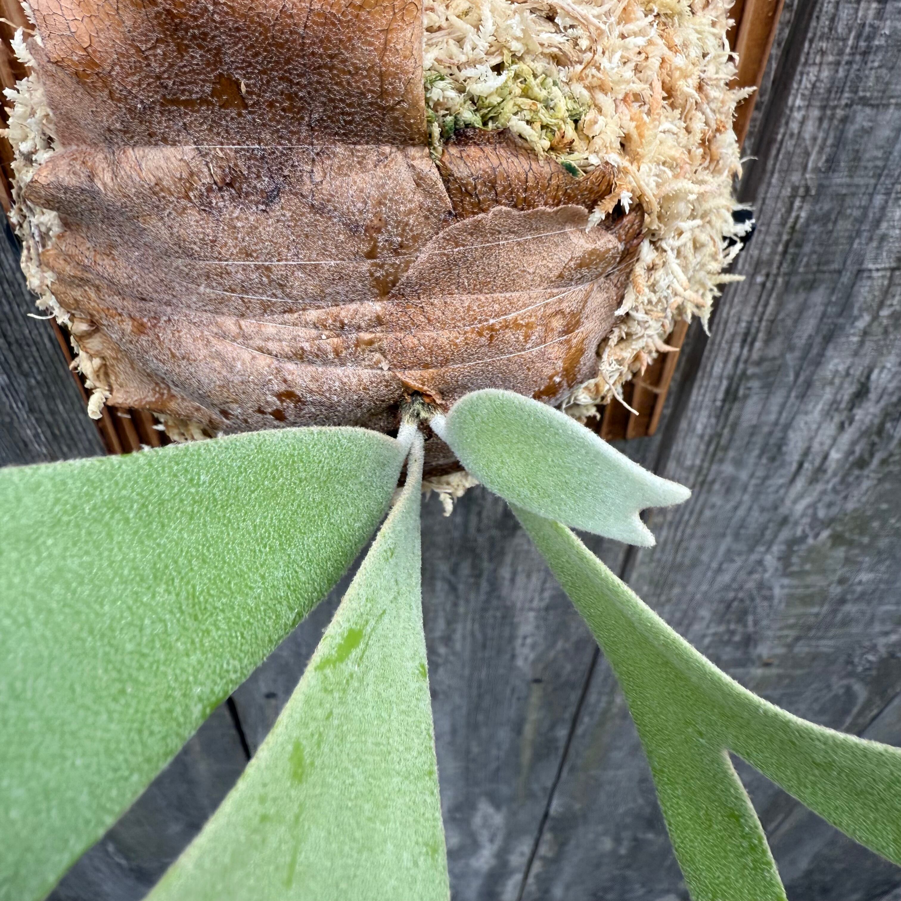 P. willinckii cv. Sombrero (pup) | naturefix