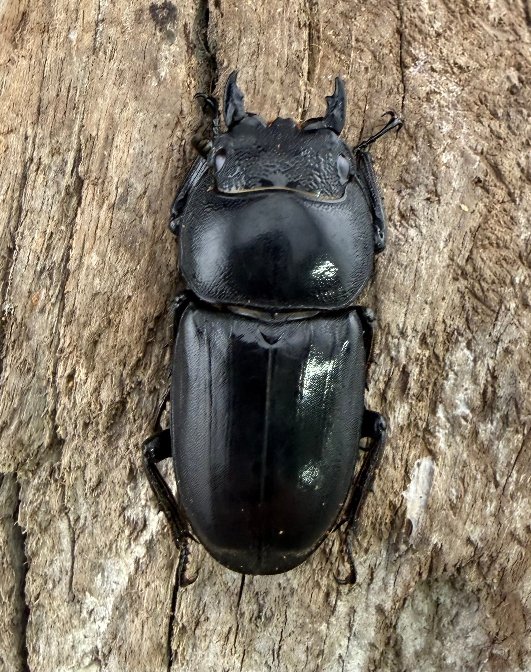 WD】《ネバービスカヤヒラタ NV.ベランセ産 75mmペア》 | KPW公式