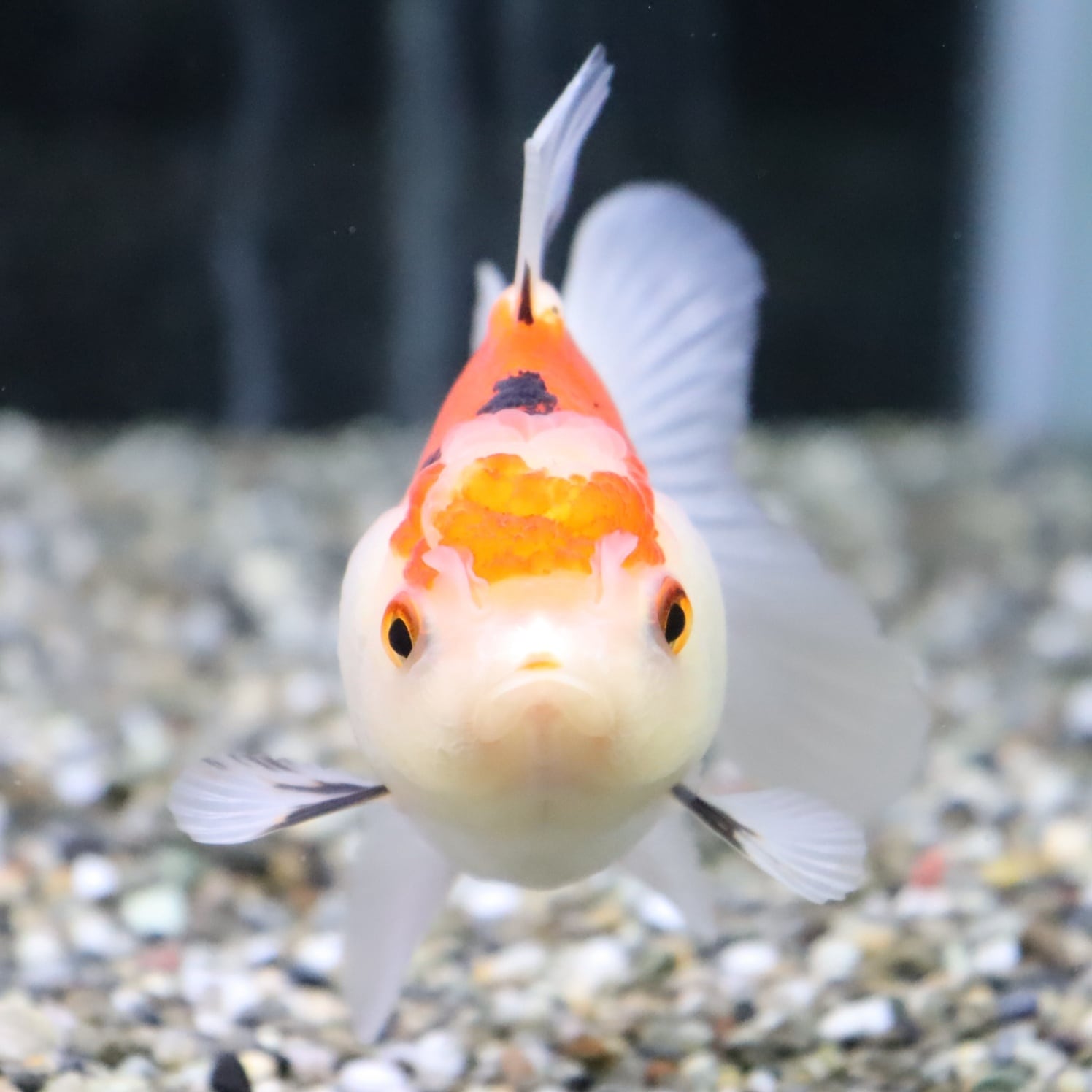 トリカラーオランダ 約10cm