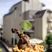 Stephania kaweesakii /ステファニア・カウィーサキ⑧ / 観葉植物<育て方・花言葉>