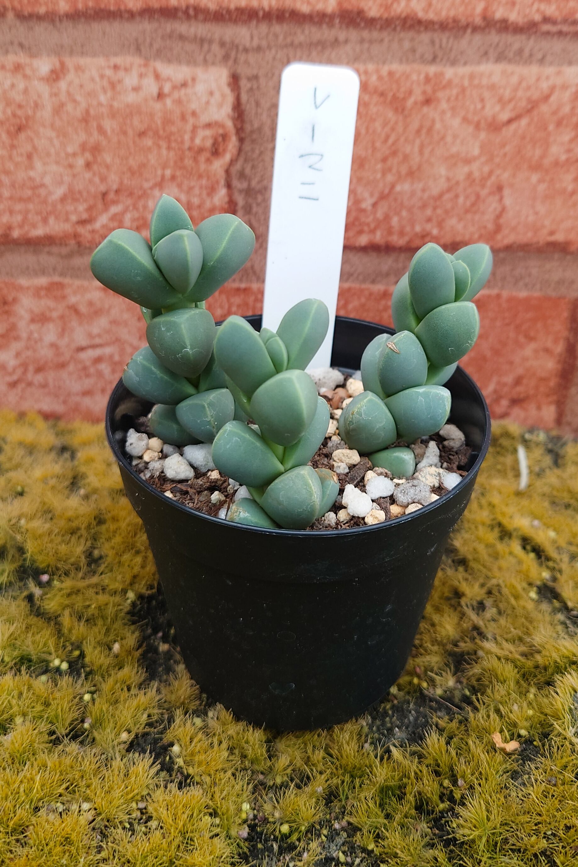 レーマニー(抜き苗) 多肉植物 【公式通販】