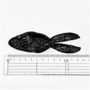 FOOSHA/HIDEUP | TRIBE NETSTORE