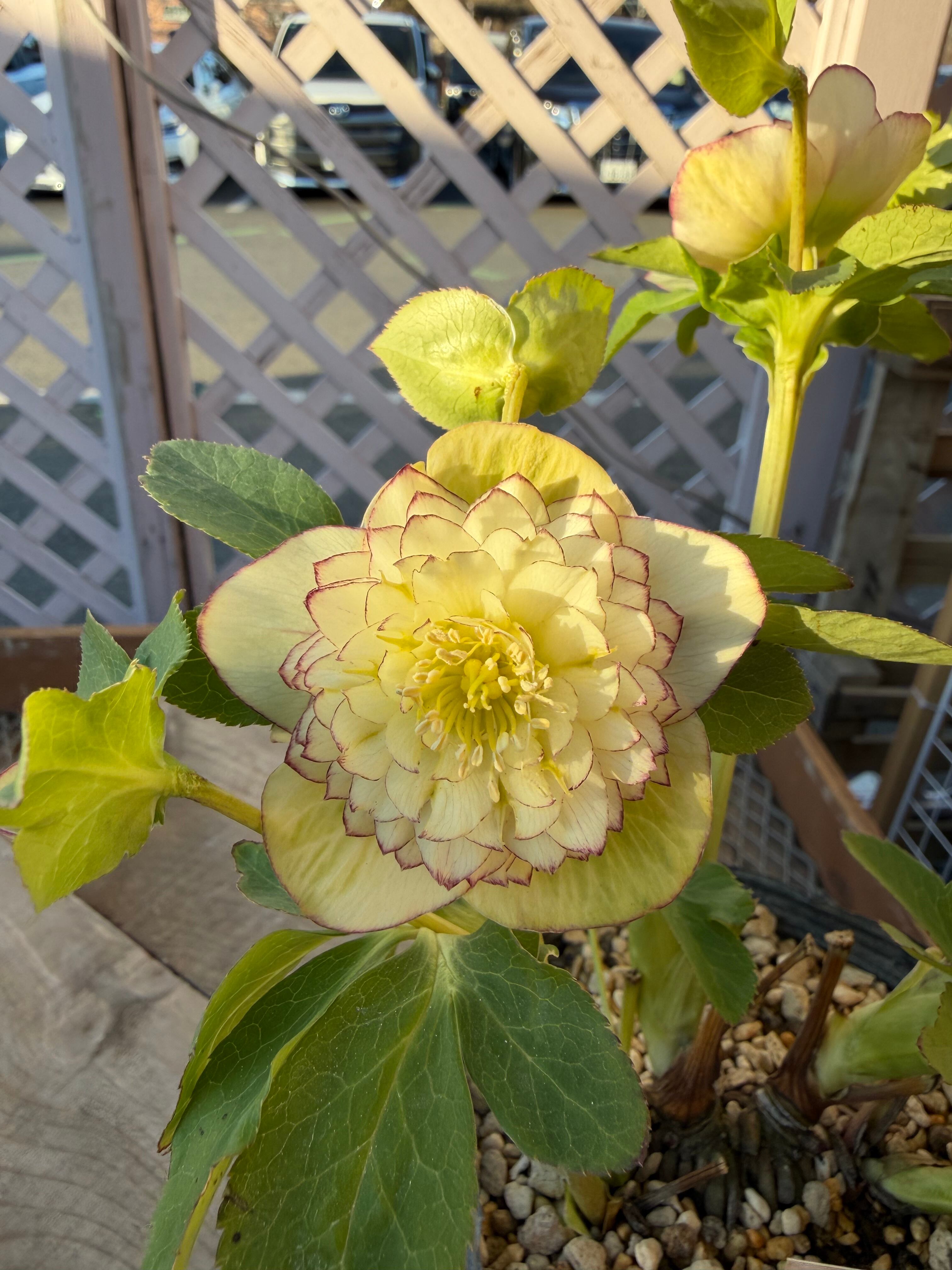 段咲き多弁グラデーション 加藤農園 クリスマスローズ【Ka97】送料無料