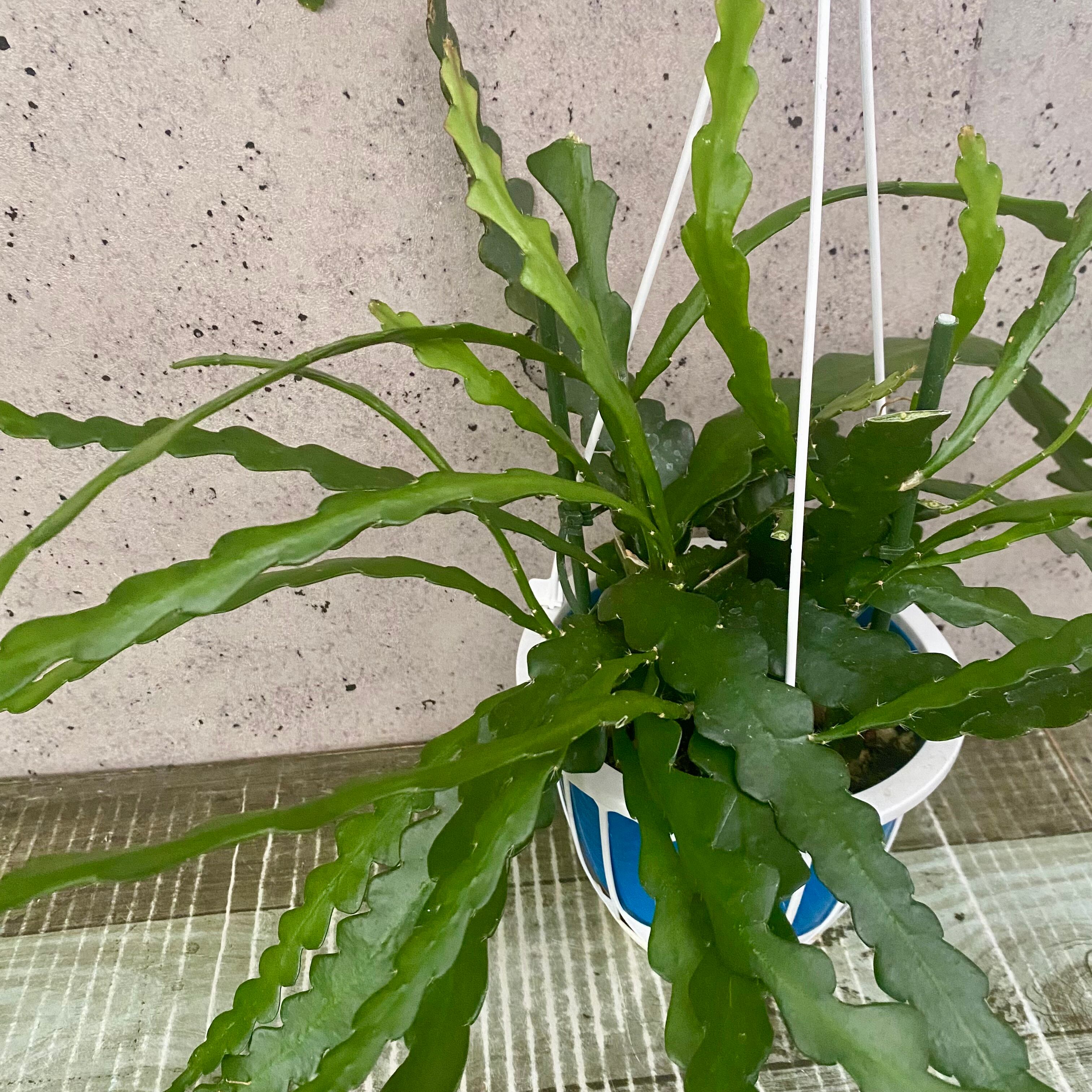 miso苗⭐️メキポル×(ヒューミリス×(ライオネス×コロラータ))⭐️ミソ苗 2025年最新】miso苗の人気アイテム - メルカリ