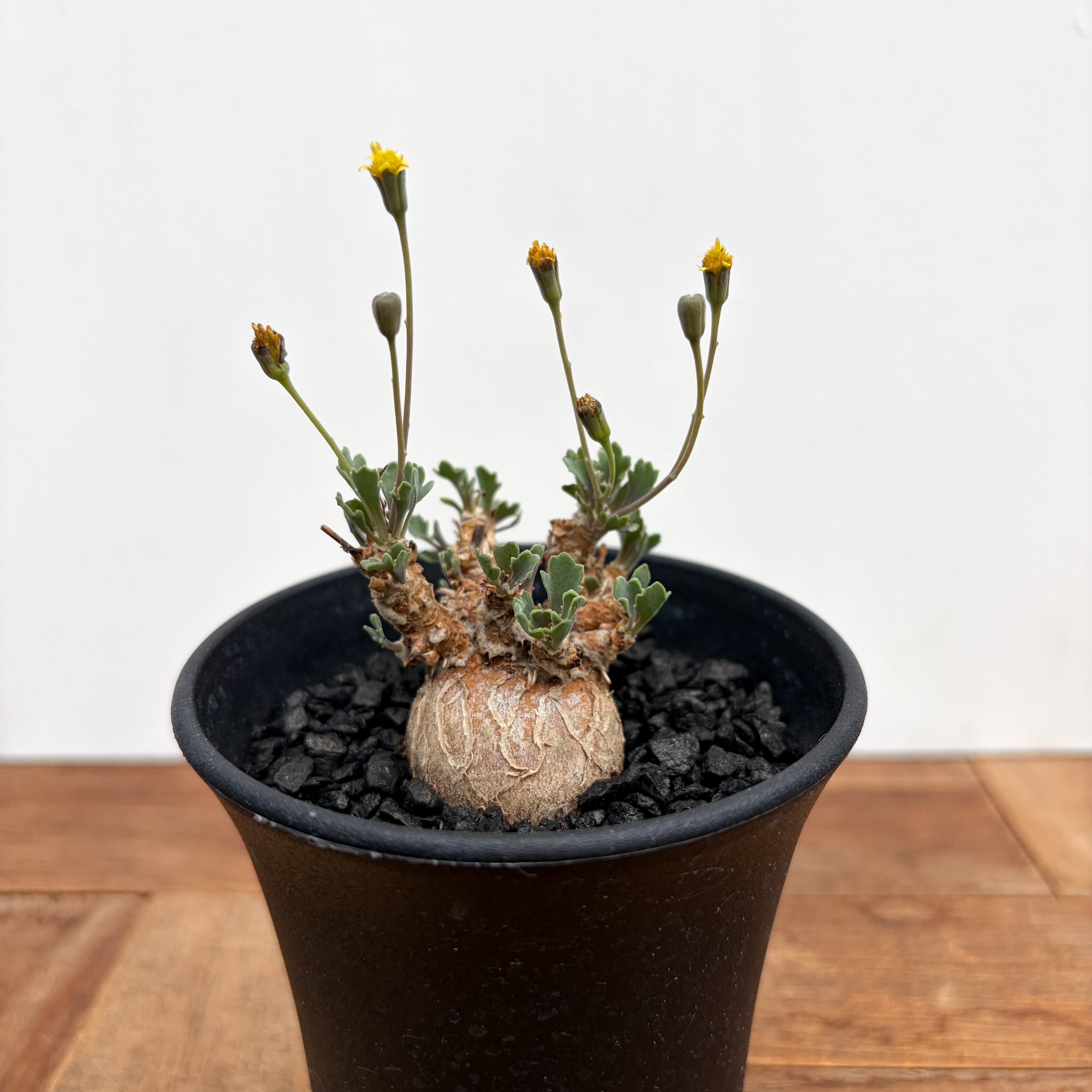 Othonna steinkopf×euphorbioides【スタインコフ×ユーフォルビオイデス