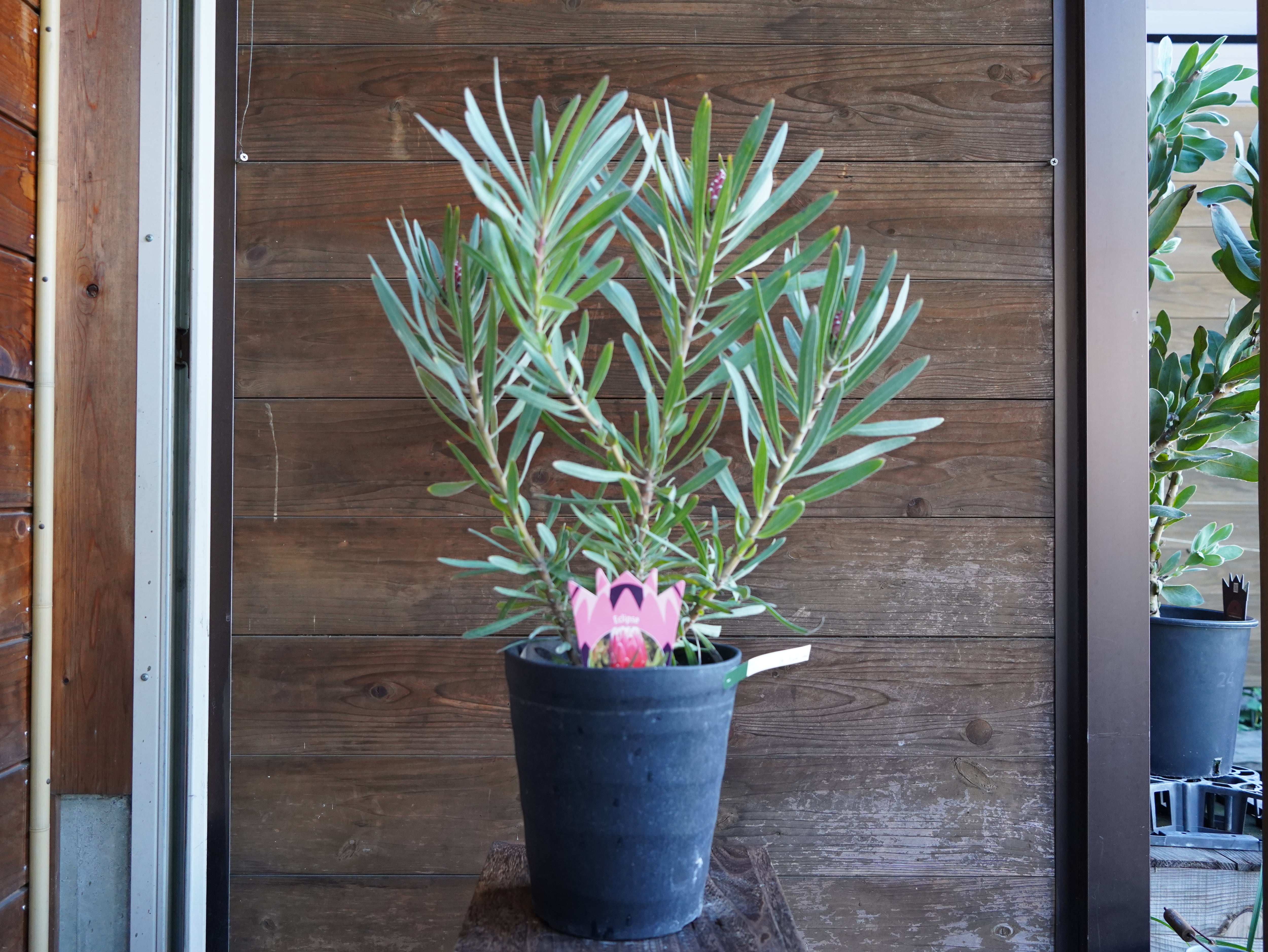 【現物】プロテア　”エクリプス”　