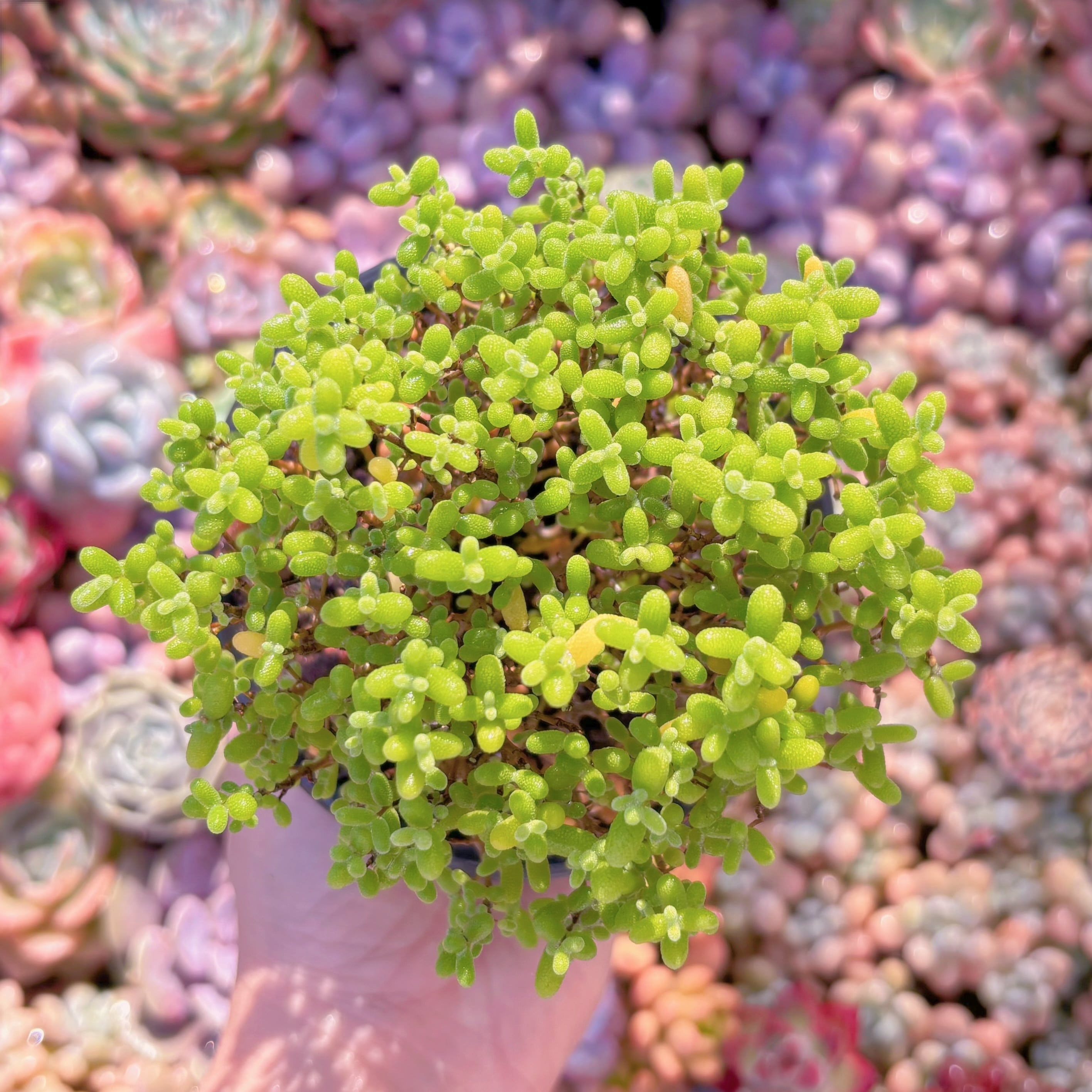 多肉植物　ドロサンテマム　蜜橘糖球(XL)　新入荷　るる農園