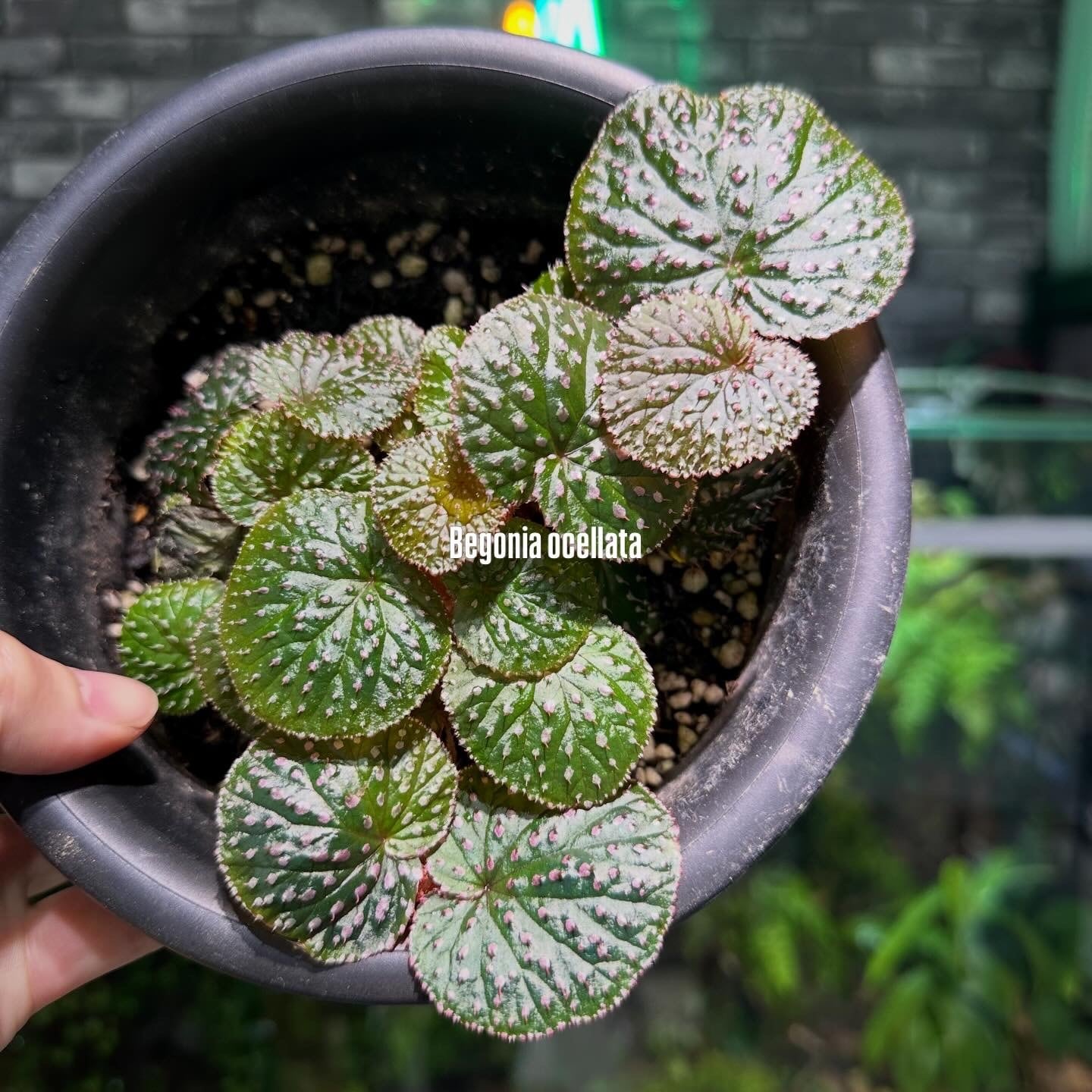 ベゴニア 出雲の煌星 斑入り -Begonia Izumo no Kiraboshi variegated