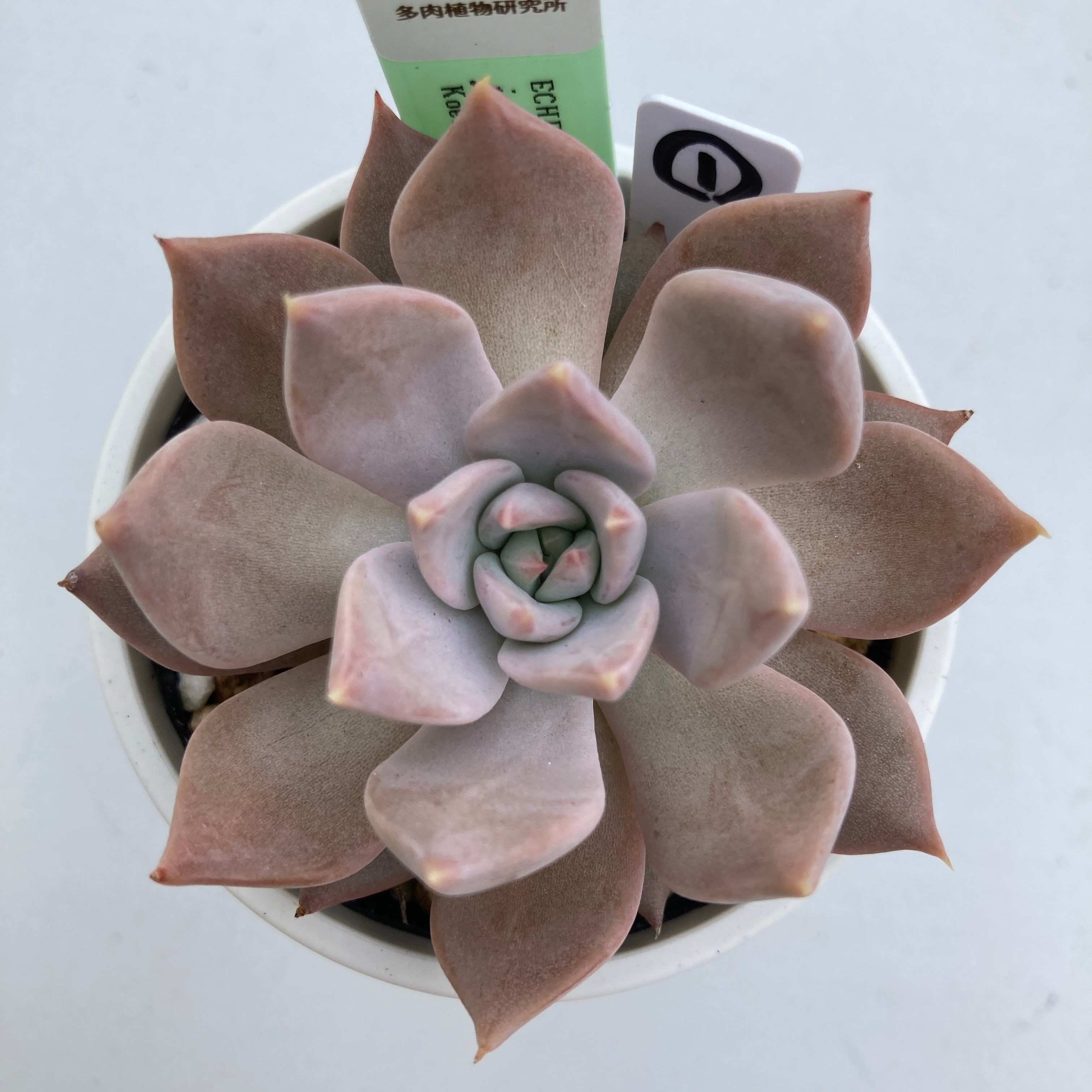 現物商品】ECHEVERIA juliana,Rio Piaxla ① 原種 実生苗 | 多肉植物研究所
