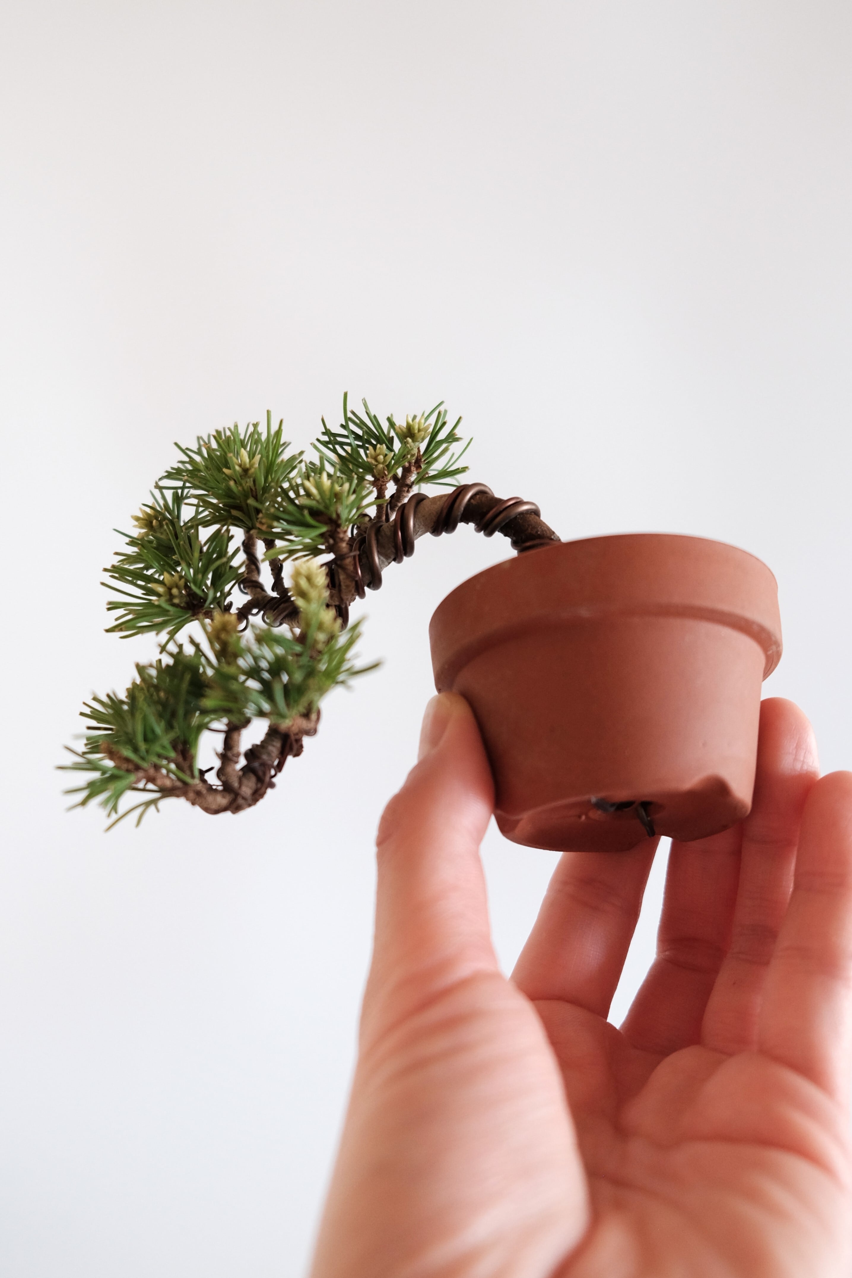 10. 五葉松 豆盆栽 Goyo Matsu (White Pine) | BONSAI CLUB TOKYO