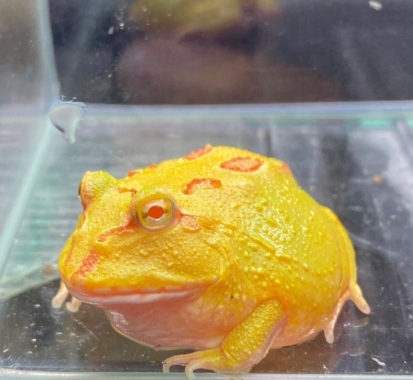 クランウェルツノガエル アルビノ | アクアショップあんじゅ