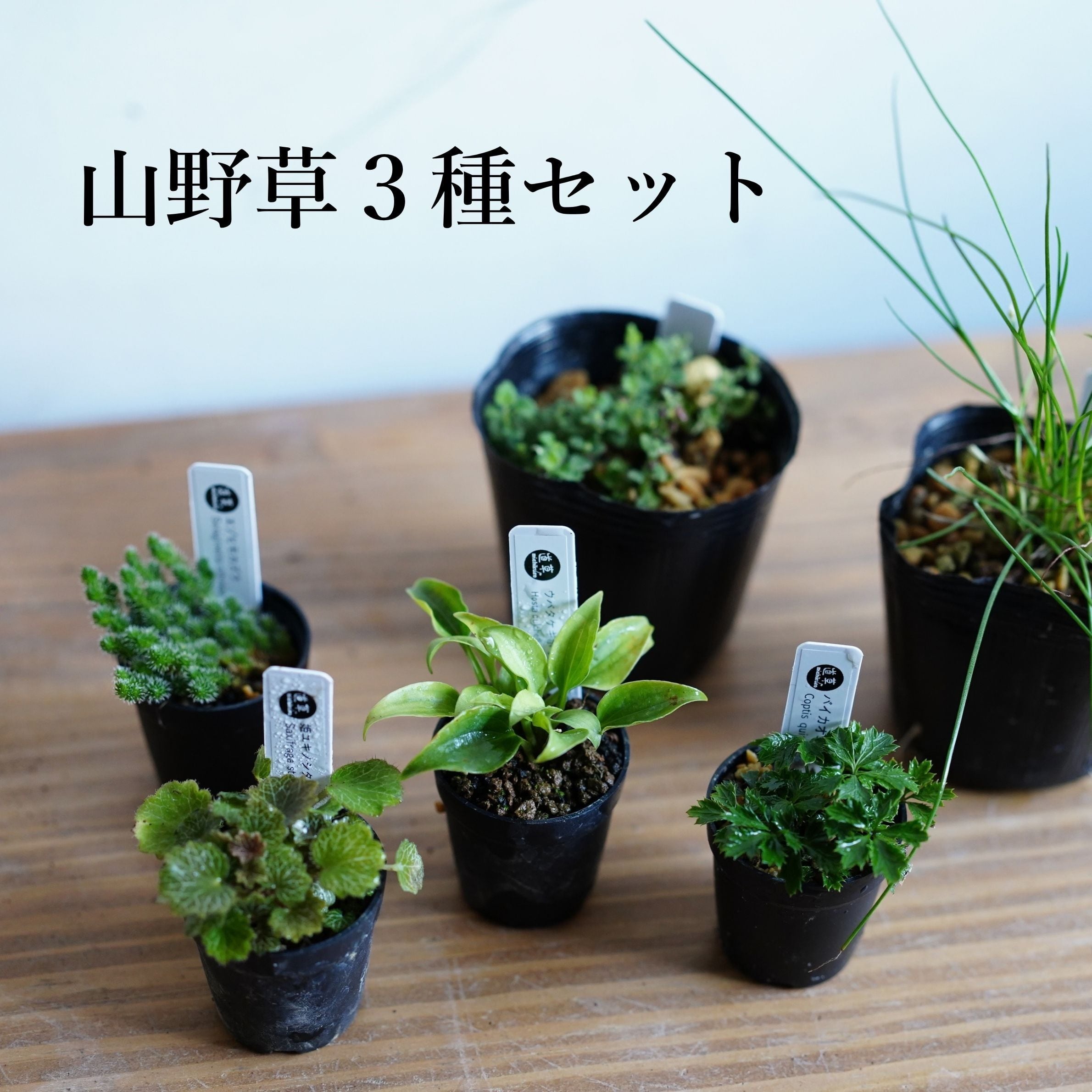 テラリウムに使える山野草おすすめ3種セット | 苔テラリウム専門