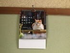 深島支援】ずっと使える♪深島のねこ31日ひめくりカレンダー（全3種
