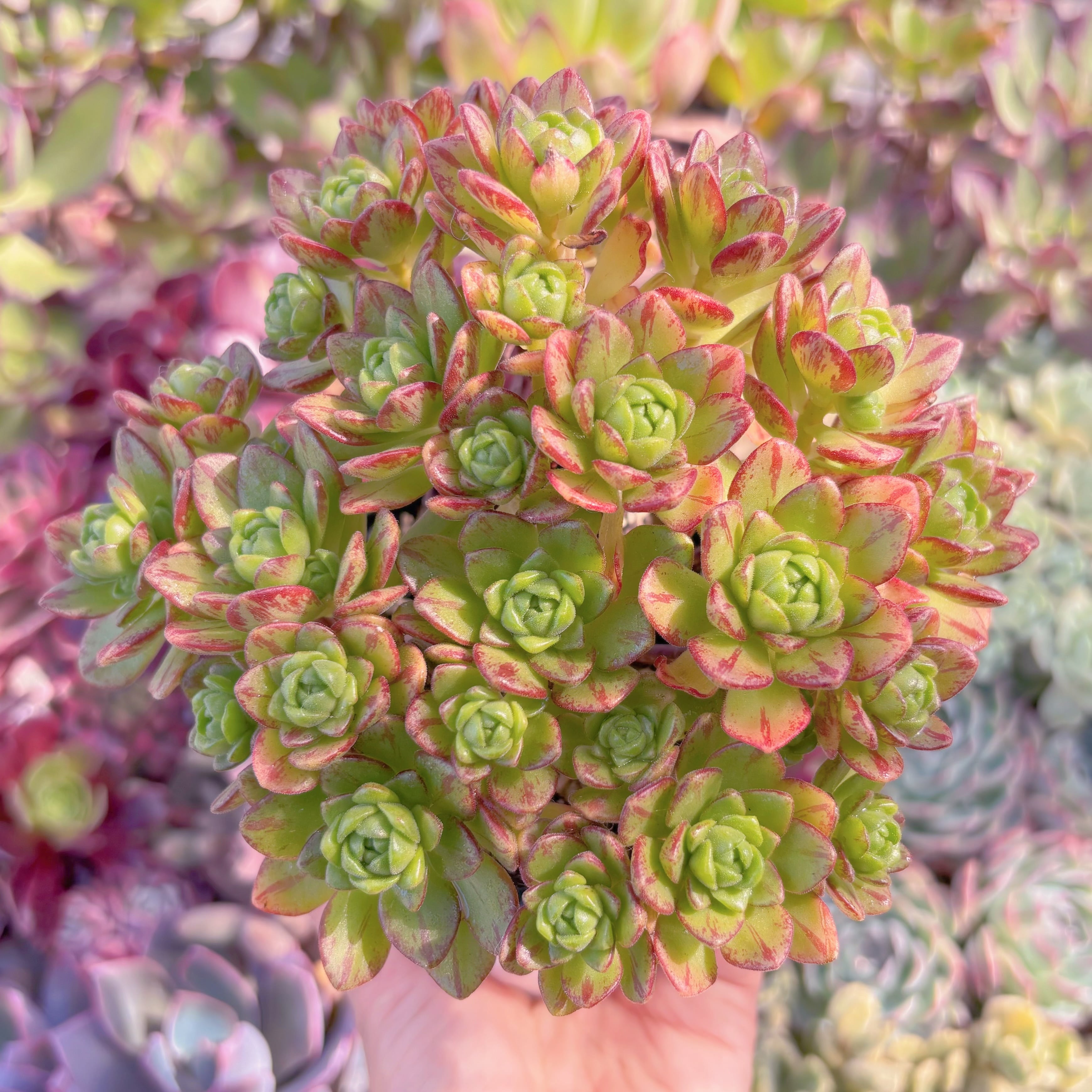 現品　little fox#664　群生　新入荷　るる農園