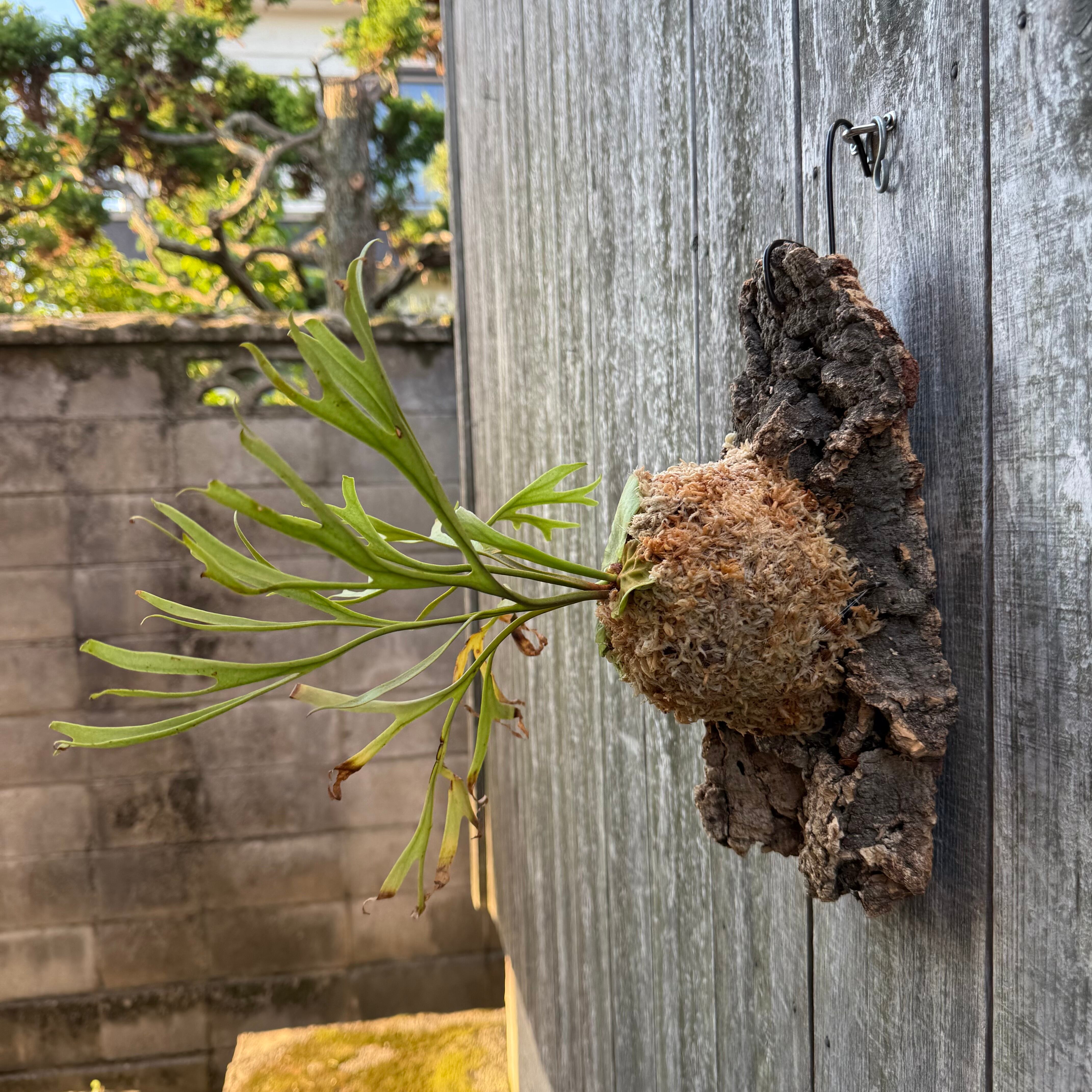 P. ridleyi Pakarang | naturefix