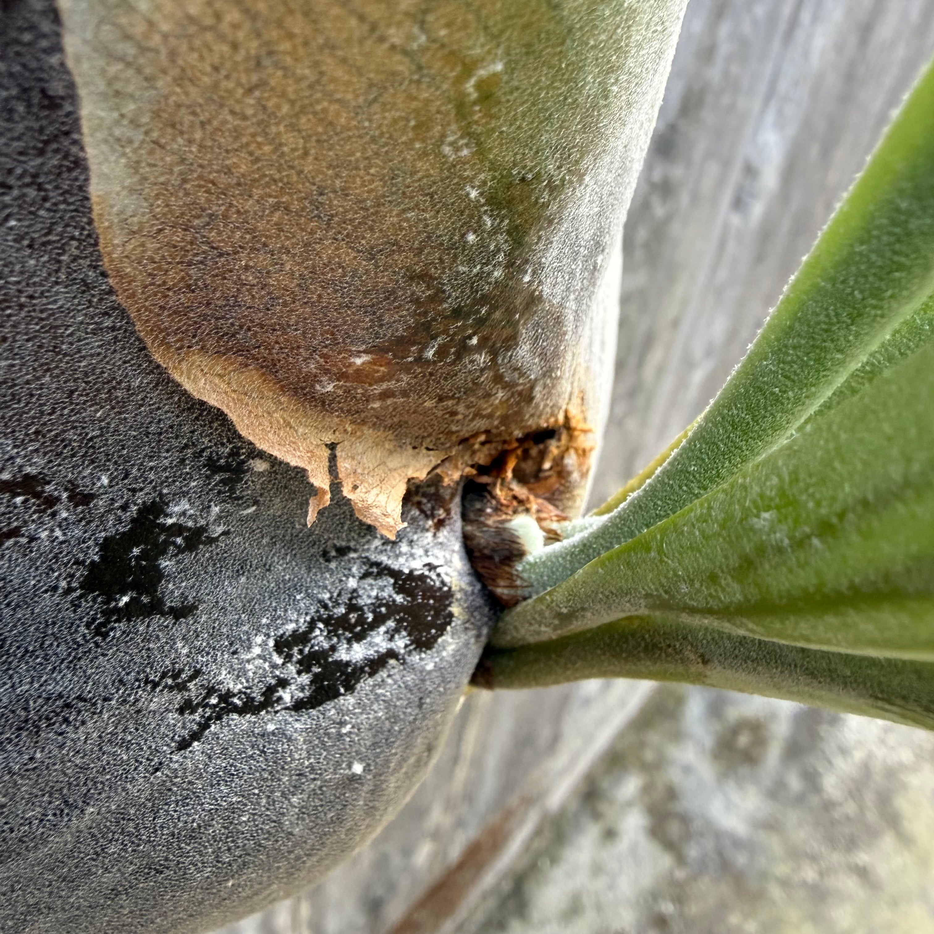 Platycerium bifurcatum Popcorn (pup) | naturefix