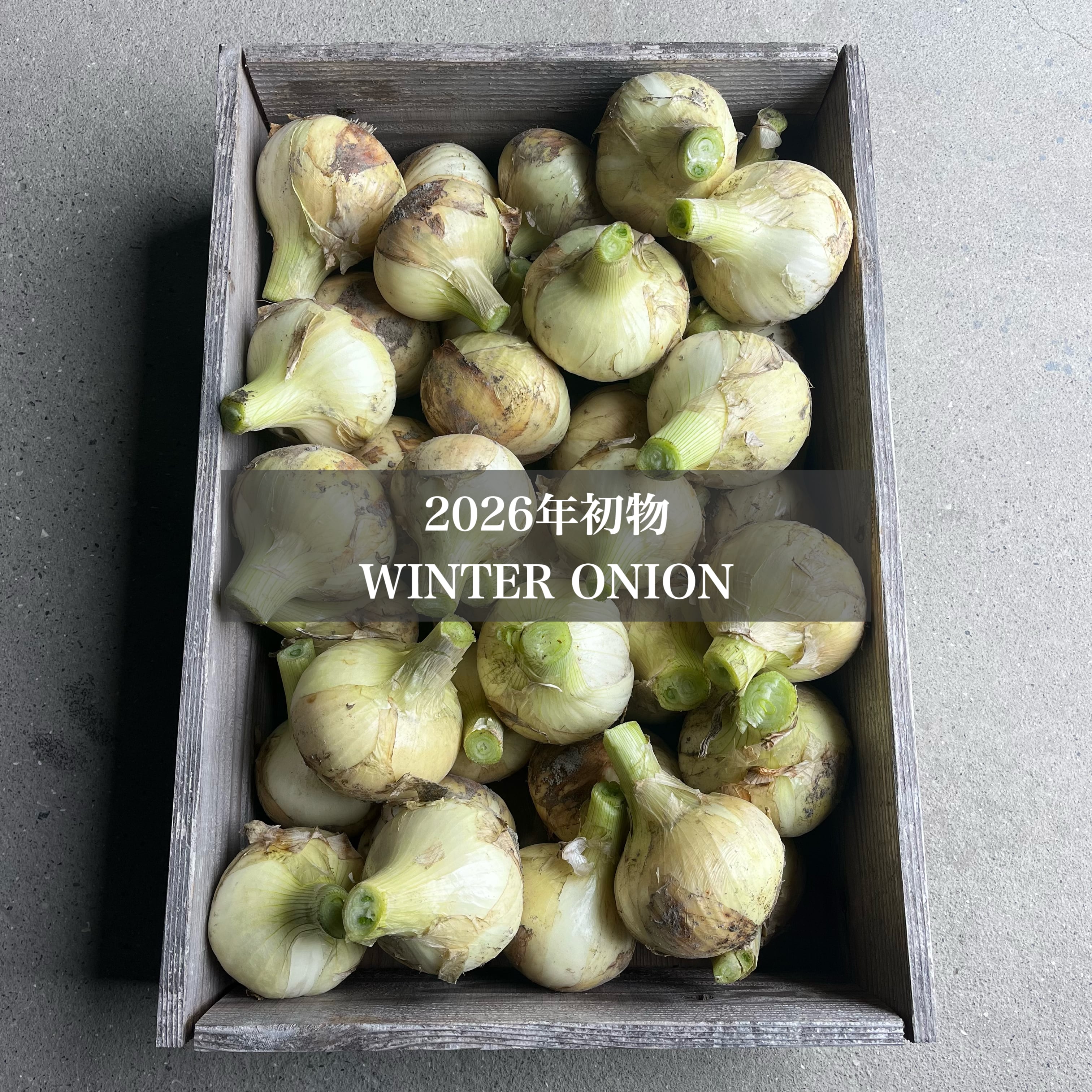 2026年初物！ 淡路島 低農薬 めずらしい冬の新玉ねぎ 10kg | NAKAHIRA FARM