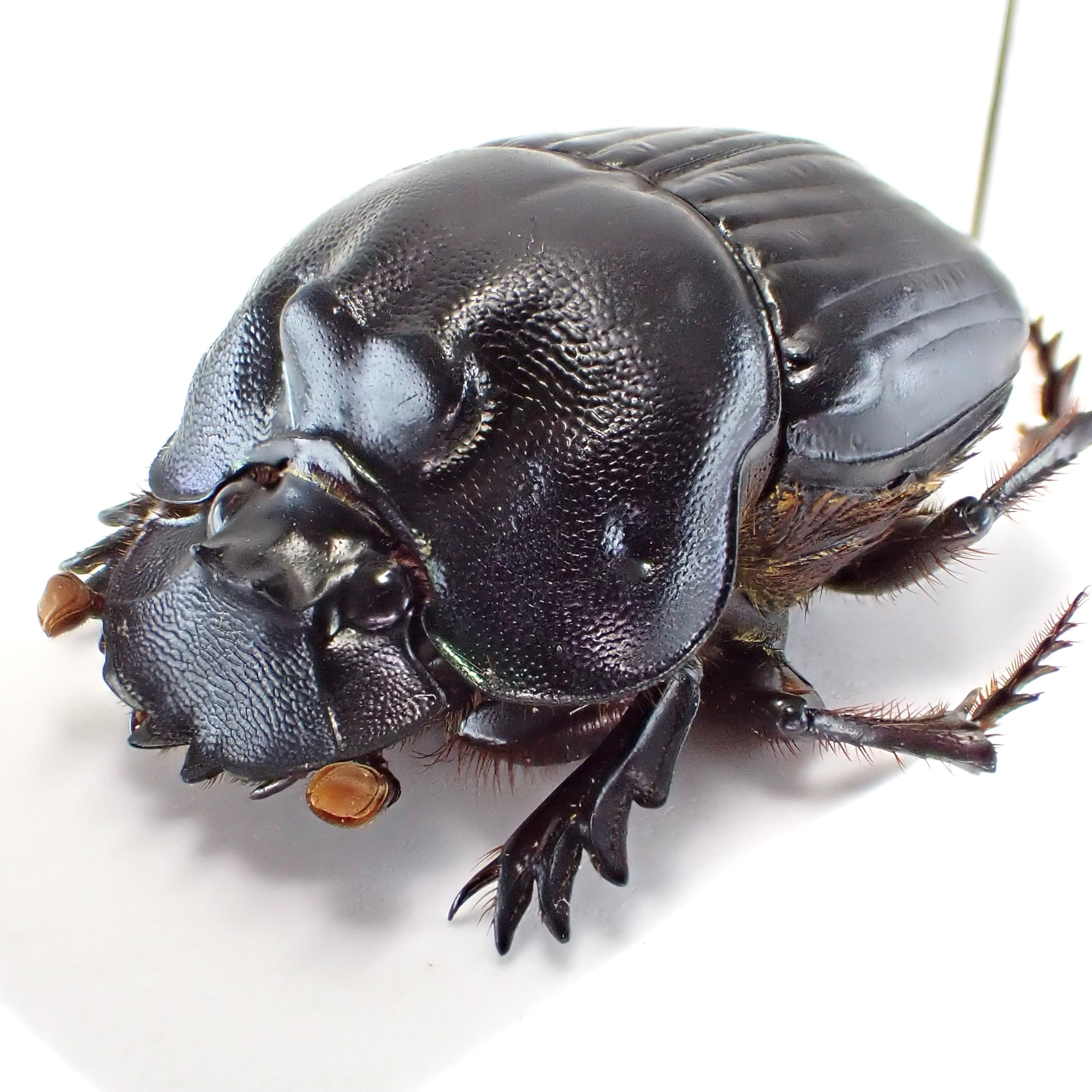 ニジダイコクの仲間（SOLD） | 昆虫標本 Diggers & Rollers