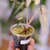 アロカシア バンビーノ ピンク/ Alocasia bambino Pink⑲│観葉植物