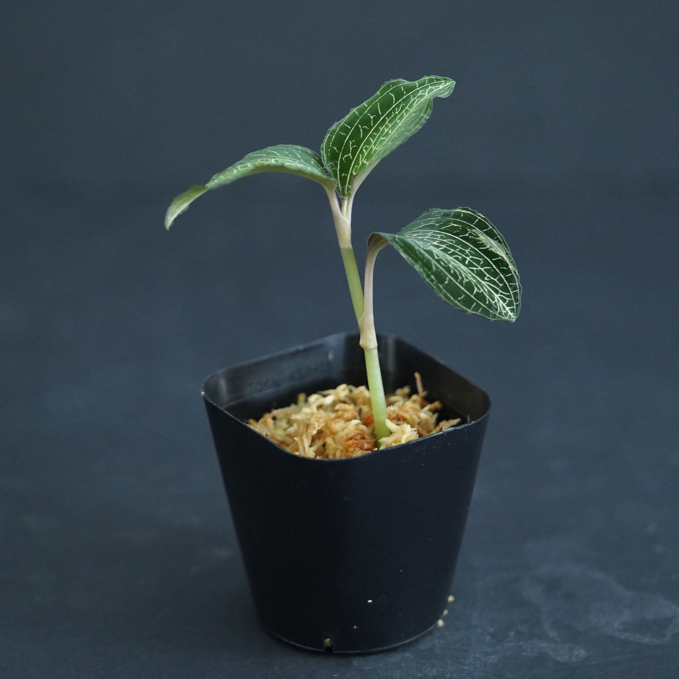 ◇現品◇アネクトキルス ロクスバーギー 'Nail'【ジュエルオーキッド