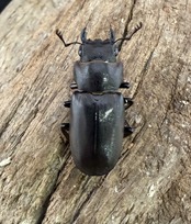 【美麗】《メタリフェルホソアカクワガタ亜種フィナエ 86mm ペア》セルヴォラン氏ブリード個体