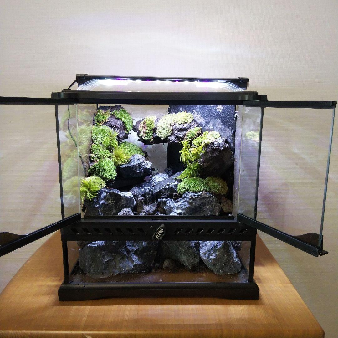 苔之介
