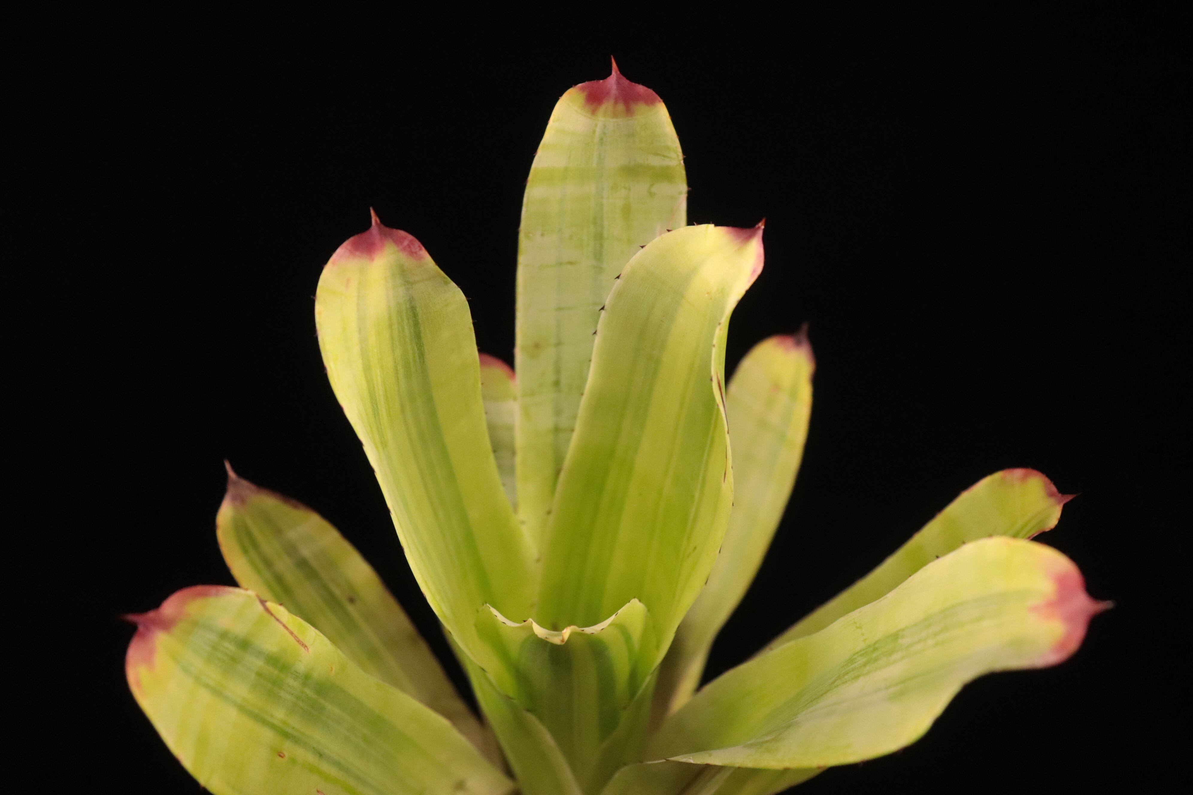 reserved】Hohenbergia castellanosii Variegated