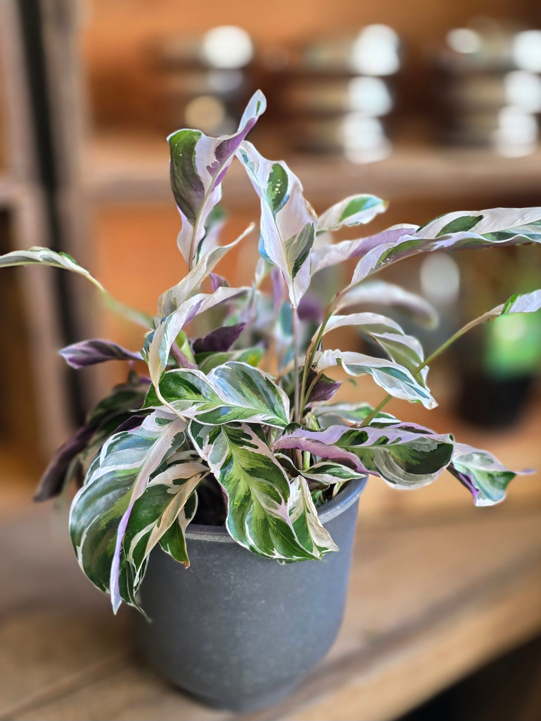 カラテア・ロウサイエ・ヴァリエガータ"ホワイトフュージョン"　(6号)